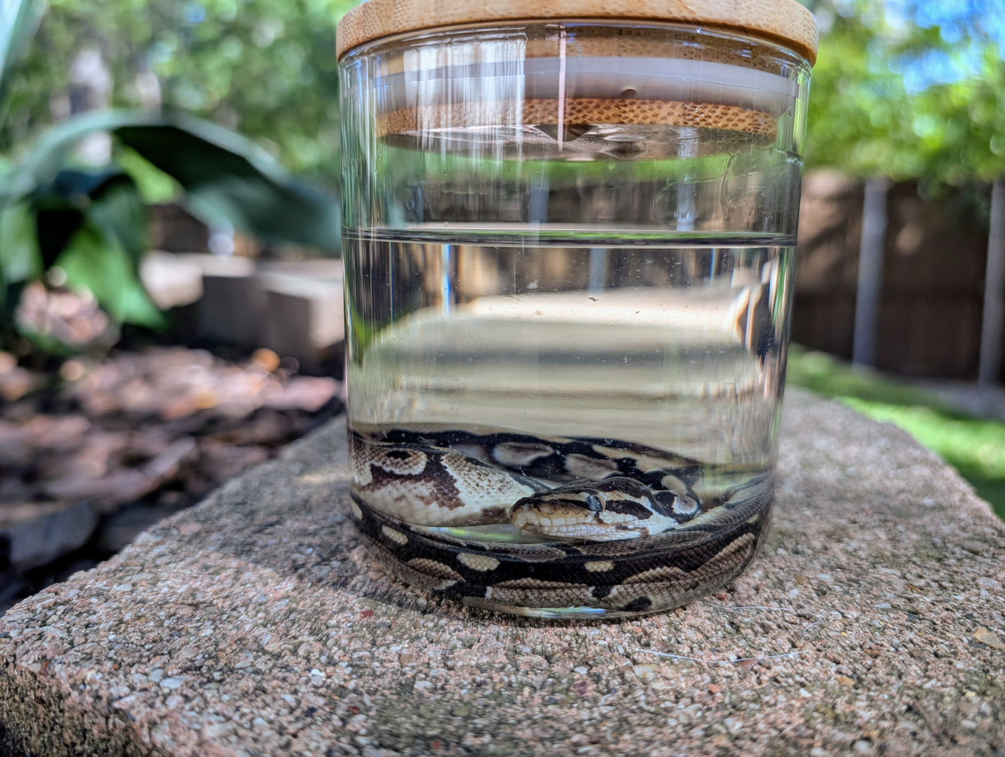 BABY BALL PYTHON - WET SPECIMEN