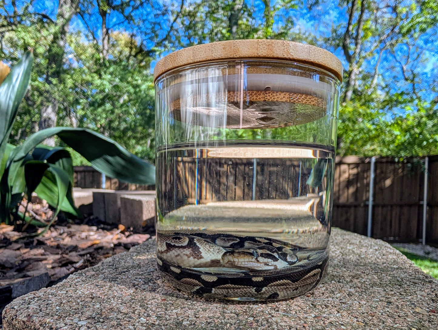 BABY BALL PYTHON - WET SPECIMEN
