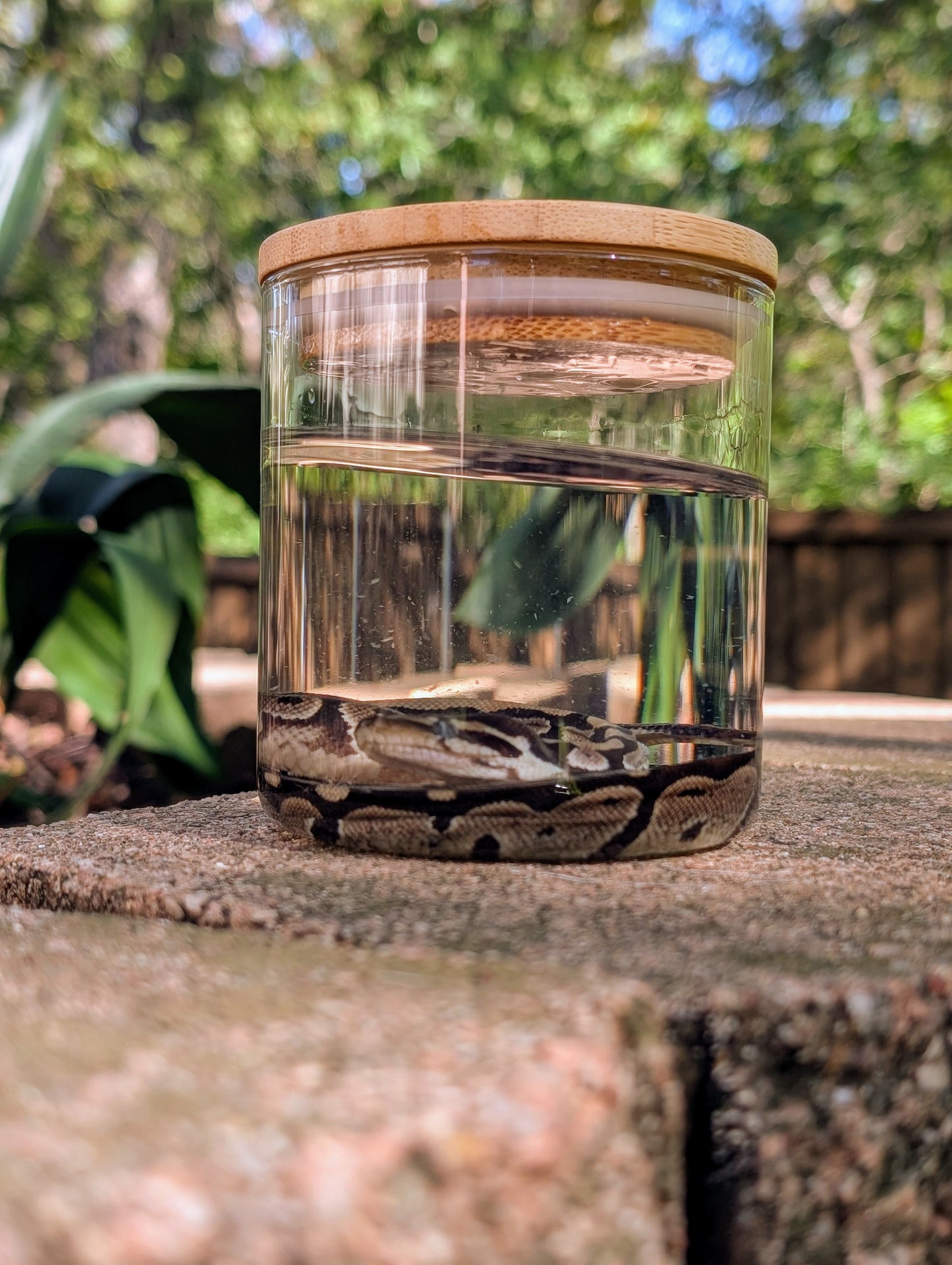 BABY BALL PYTHON - WET SPECIMEN