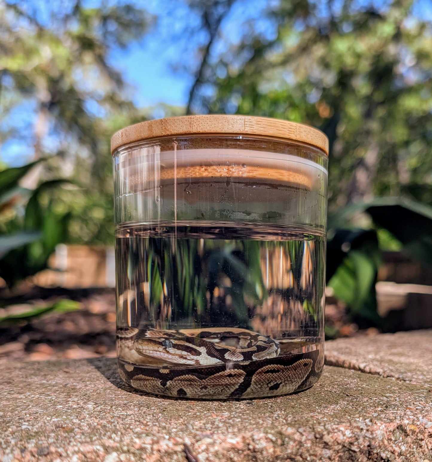 BABY BALL PYTHON - WET SPECIMEN