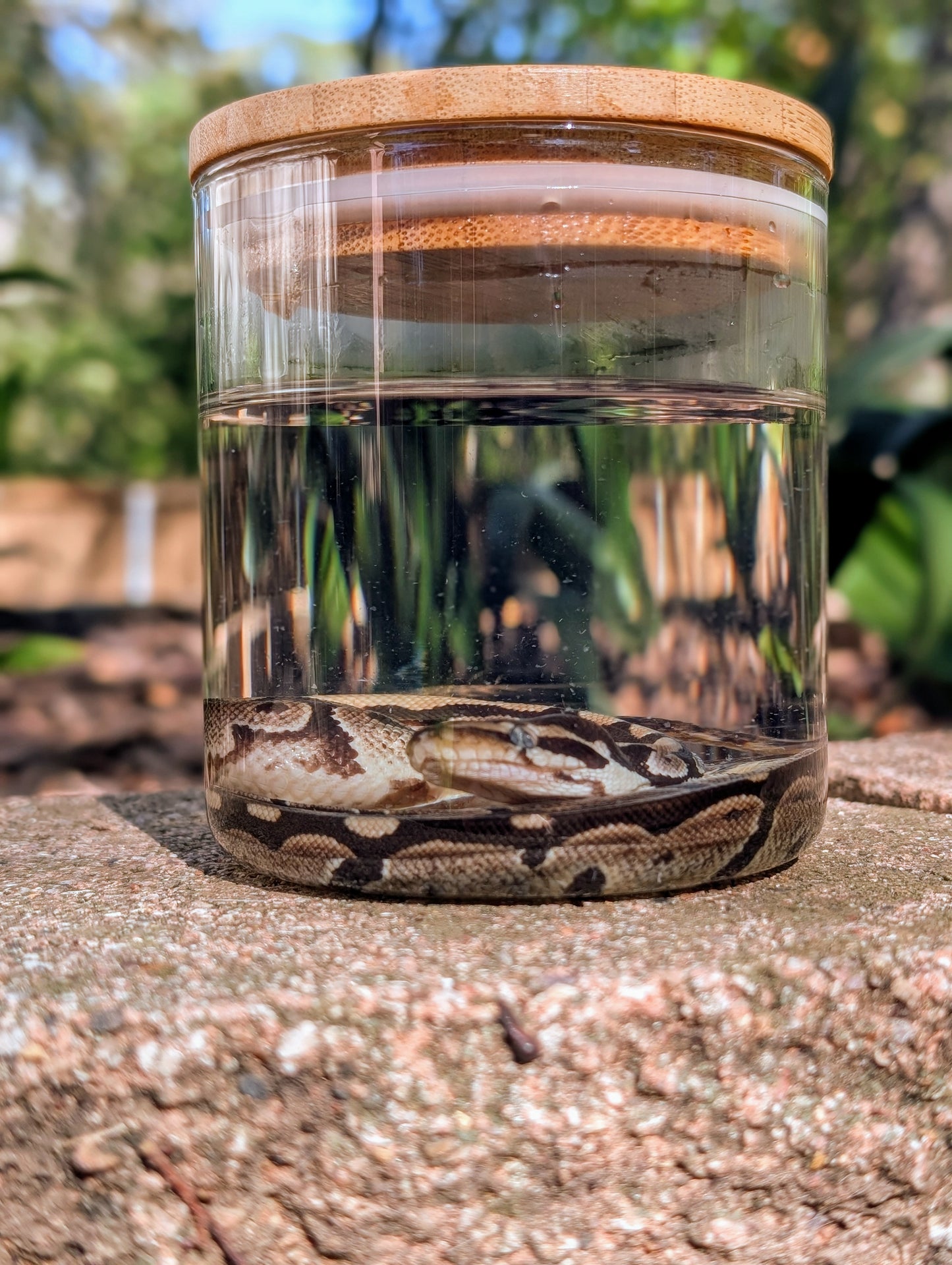 BABY BALL PYTHON - WET SPECIMEN