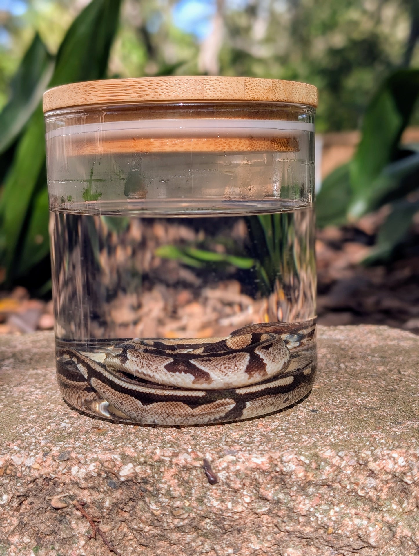 BABY BALL PYTHON - WET SPECIMEN