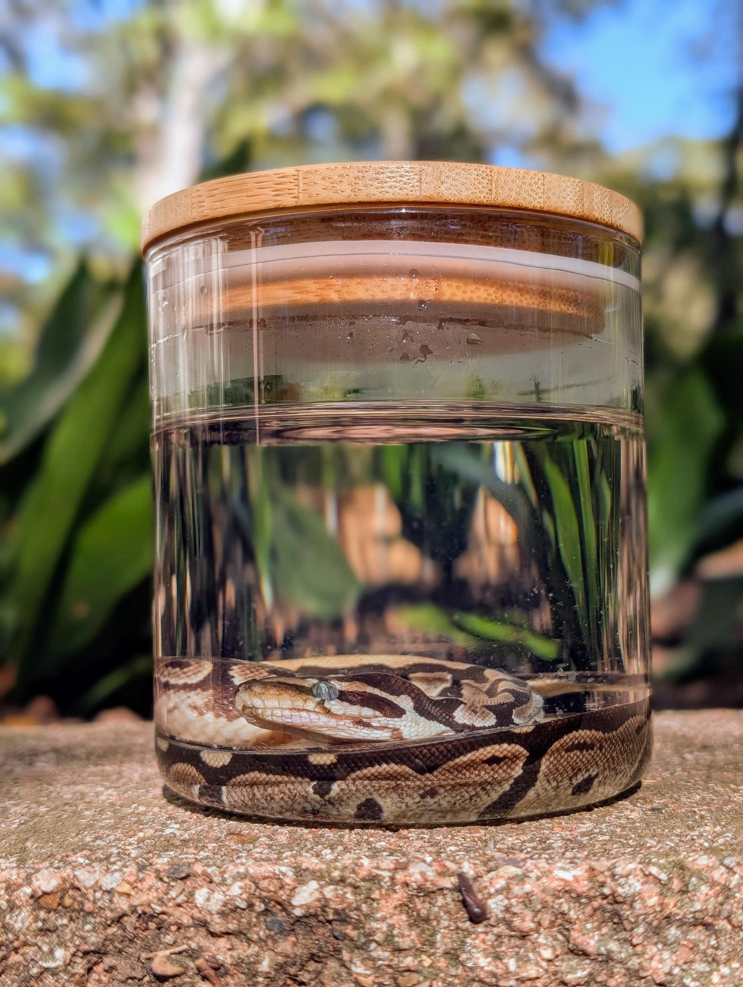 BABY BALL PYTHON - WET SPECIMEN