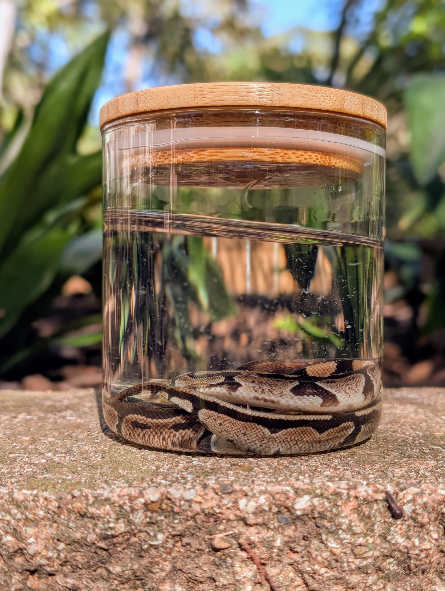 BABY BALL PYTHON - WET SPECIMEN