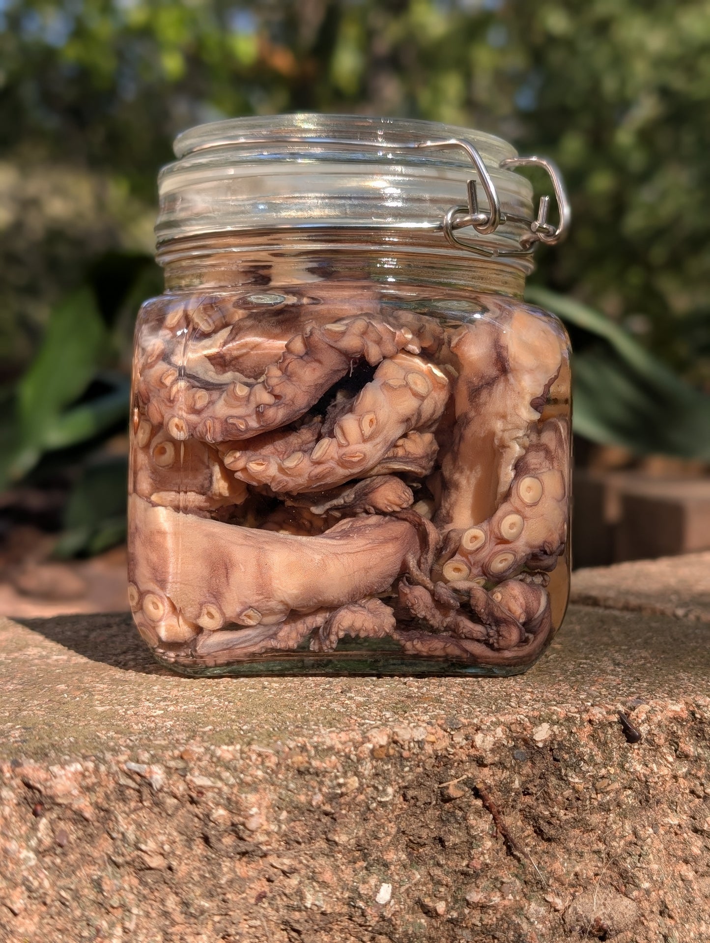 TENTACLES - WET SPECIMEN