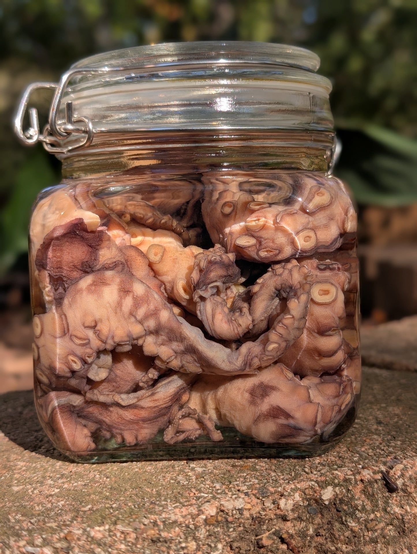 TENTACLES - WET SPECIMEN