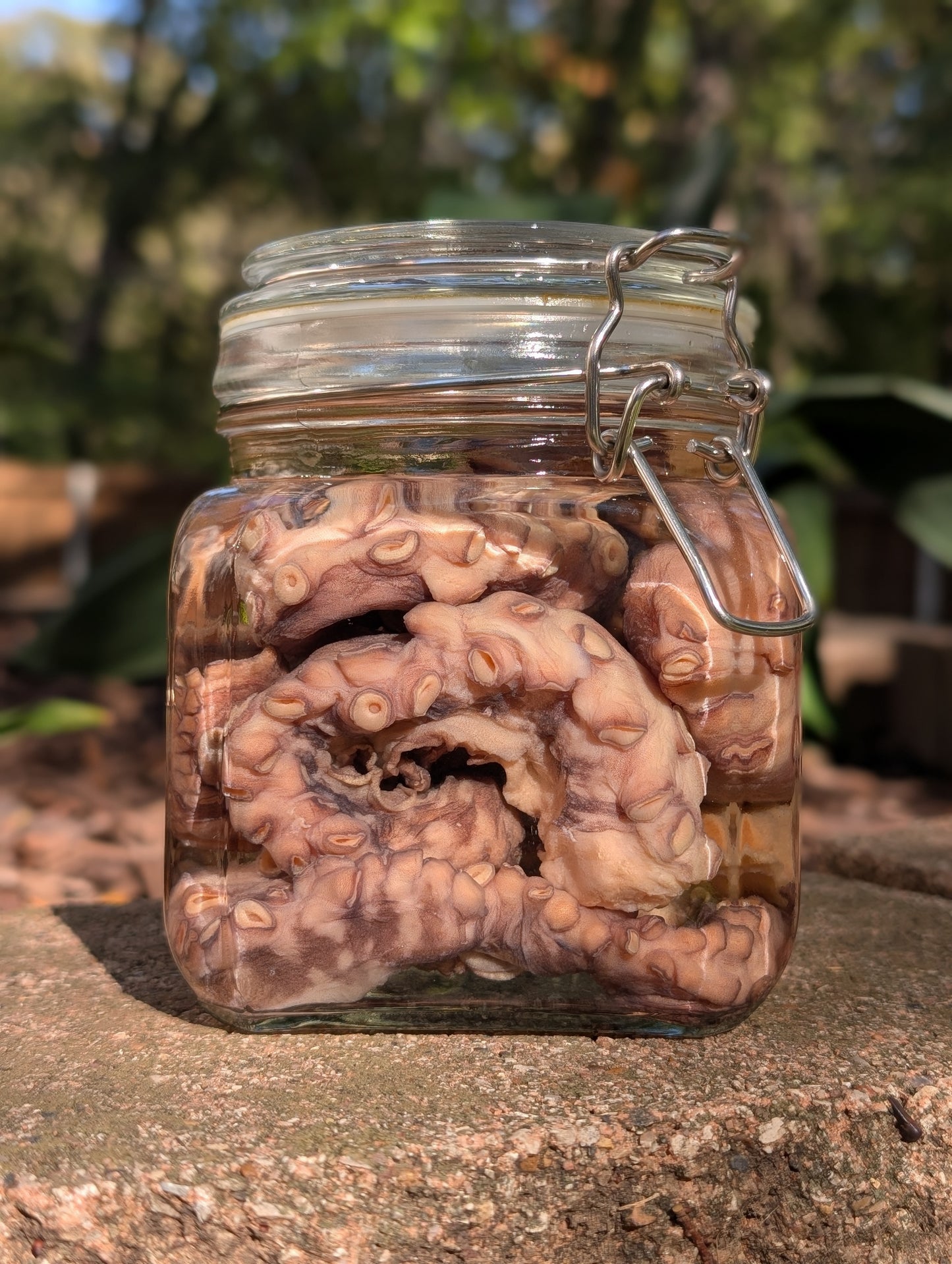 TENTACLES - WET SPECIMEN