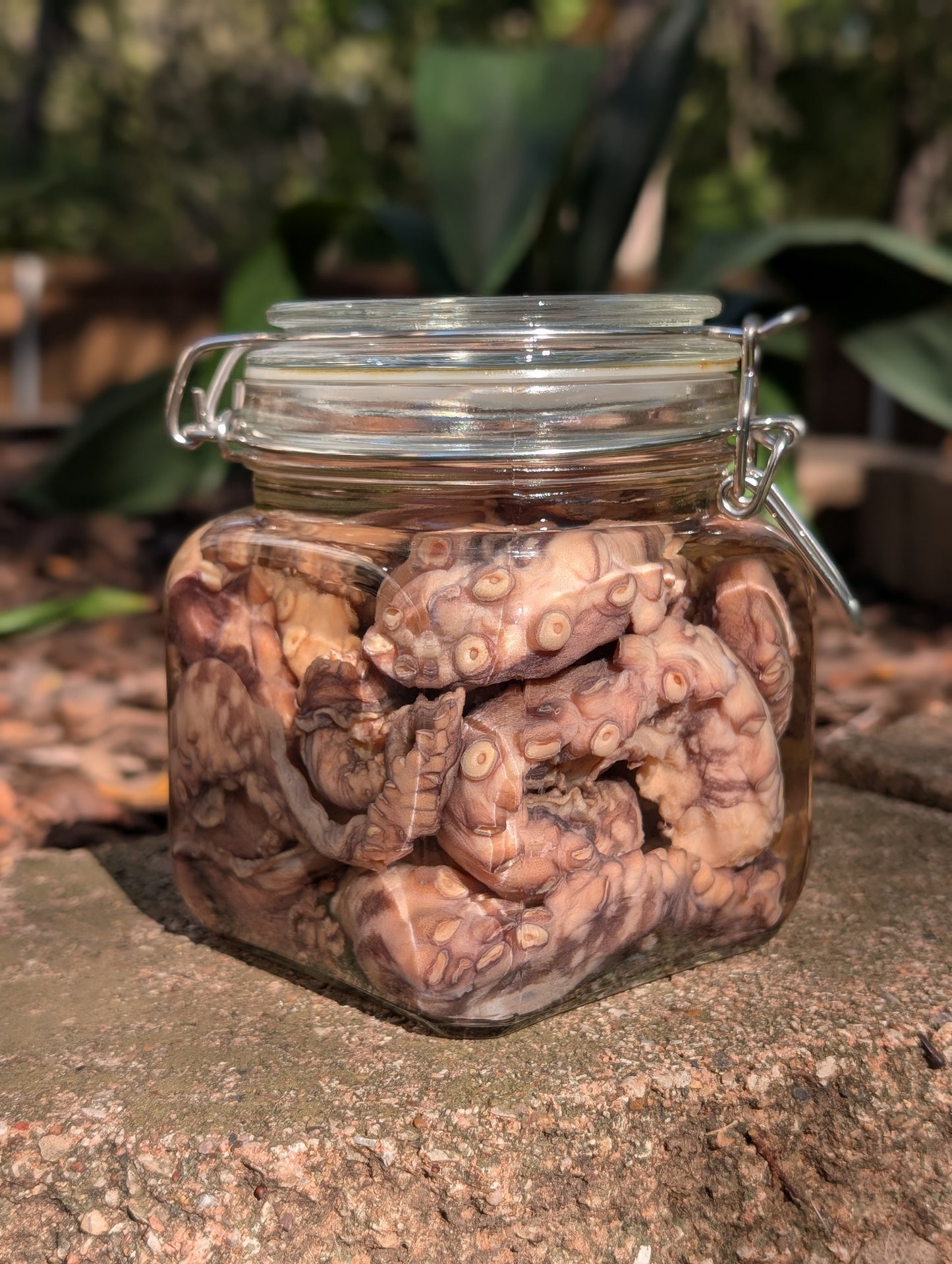 TENTACLES - WET SPECIMEN