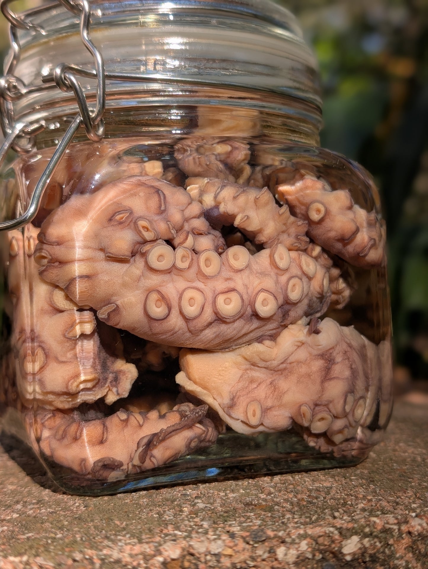TENTACLES - WET SPECIMEN
