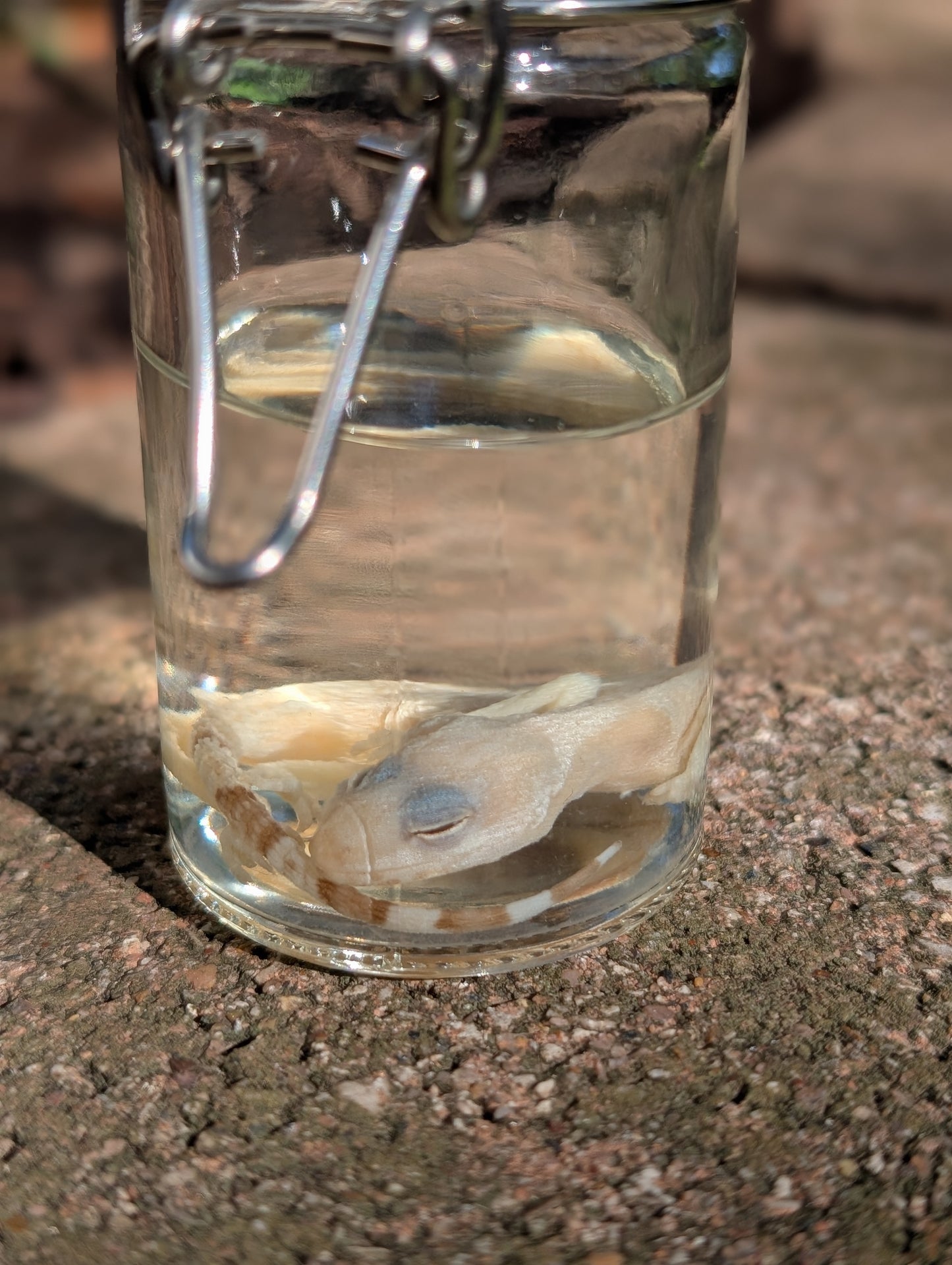 BABY LEOPARD GECKO - WET SPECIMEN