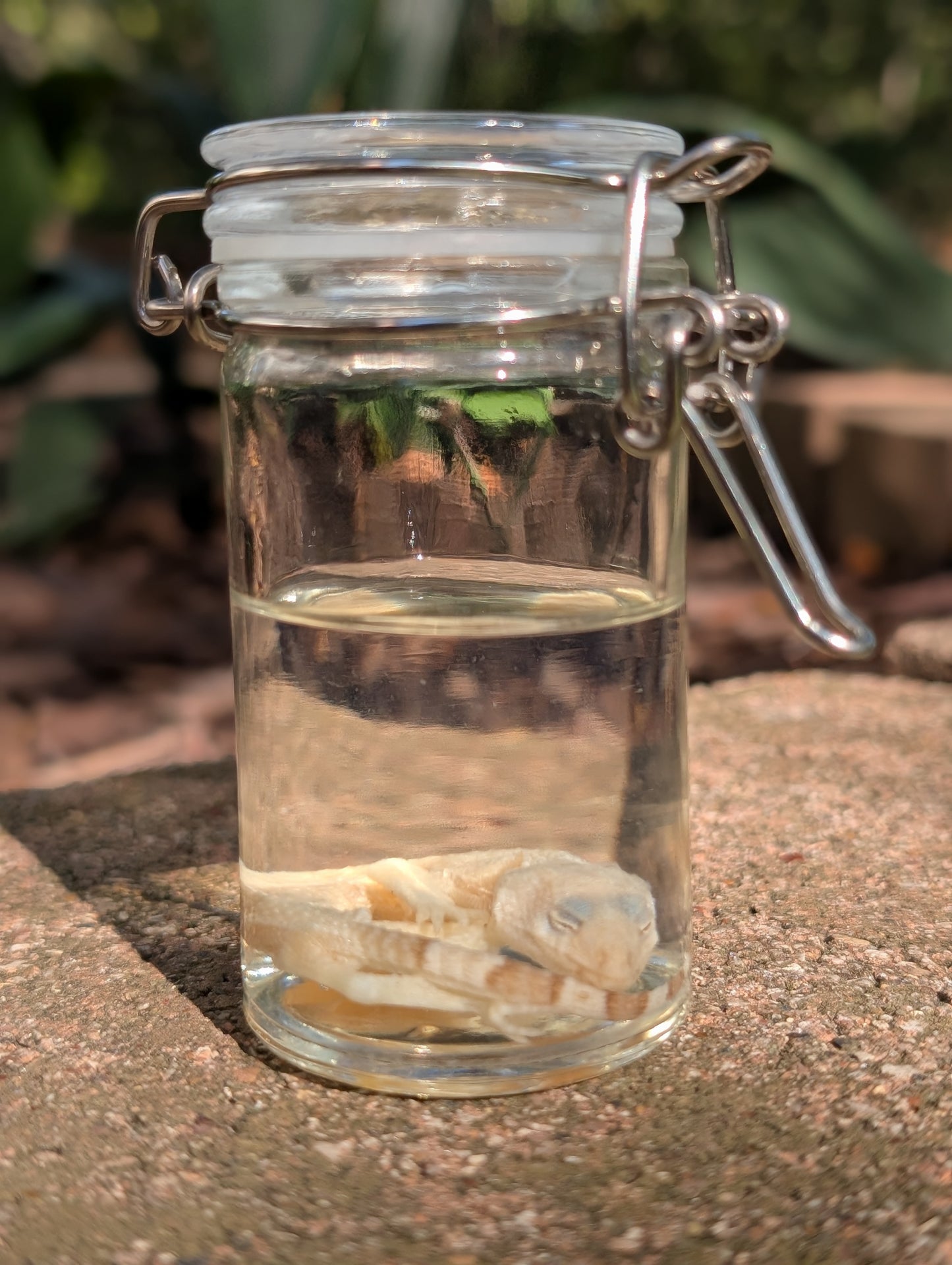 BABY LEOPARD GECKO - WET SPECIMEN