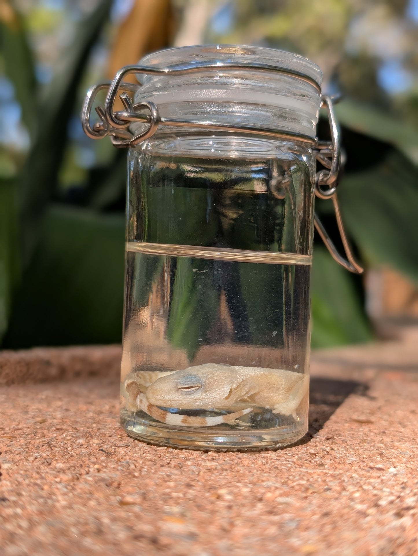 BABY LEOPARD GECKO - WET SPECIMEN