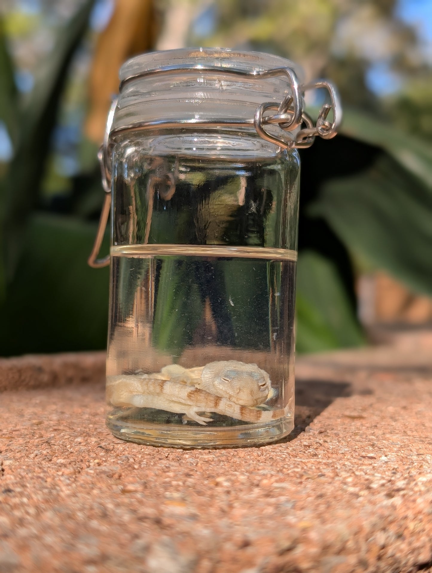 BABY LEOPARD GECKO - WET SPECIMEN