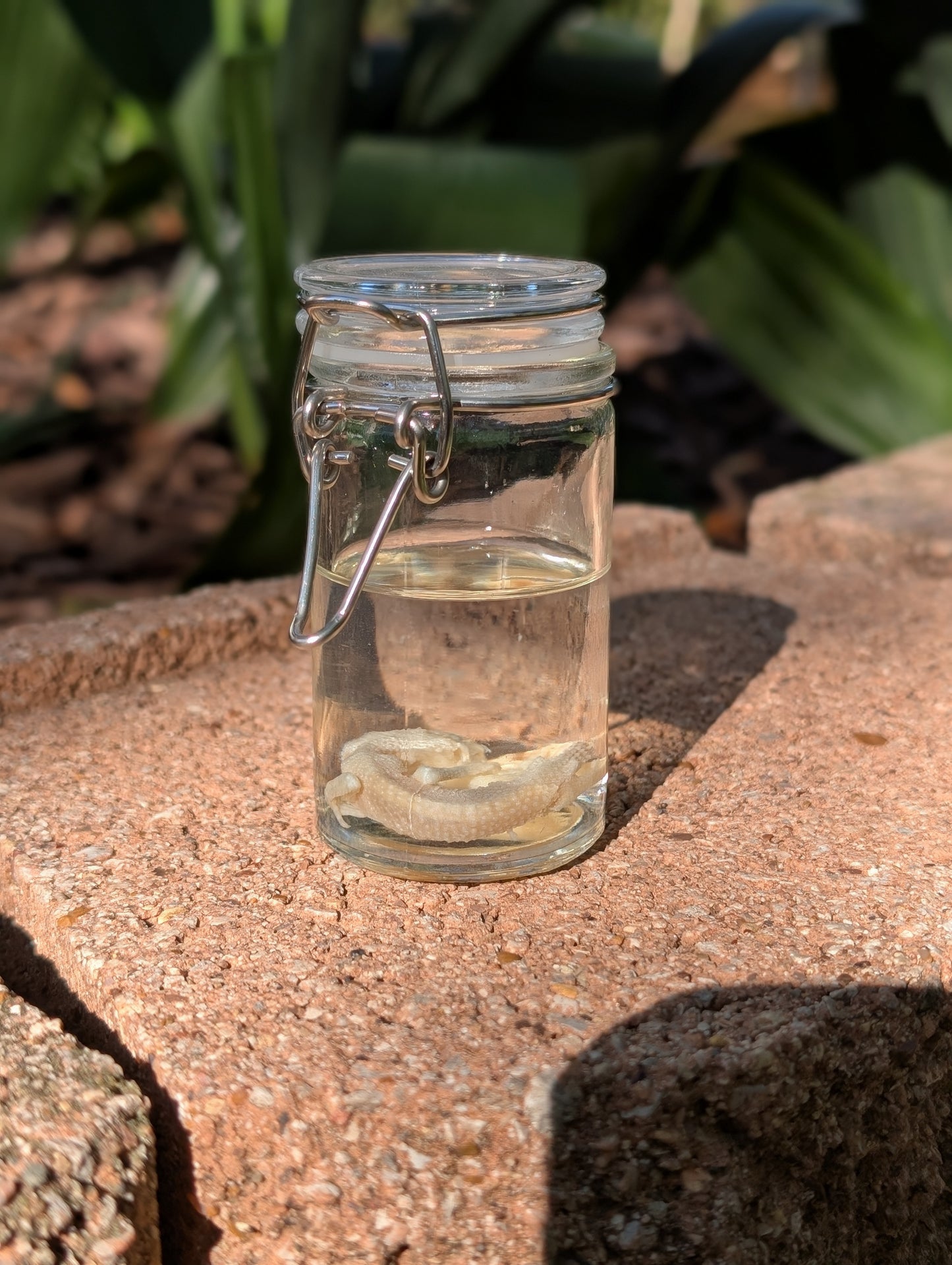 BABY LEOPARD GECKO - WET SPECIMEN