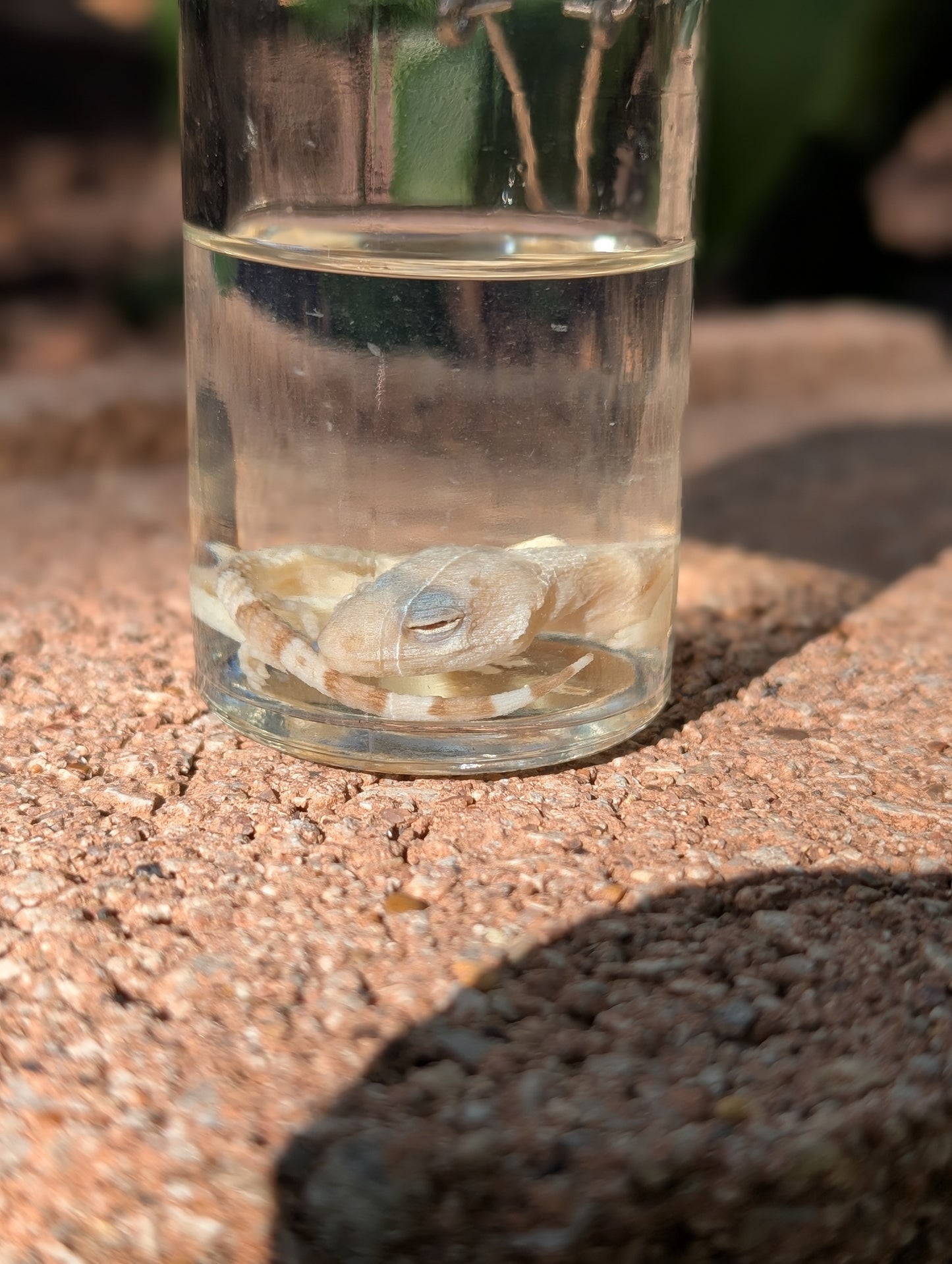 BABY LEOPARD GECKO - WET SPECIMEN