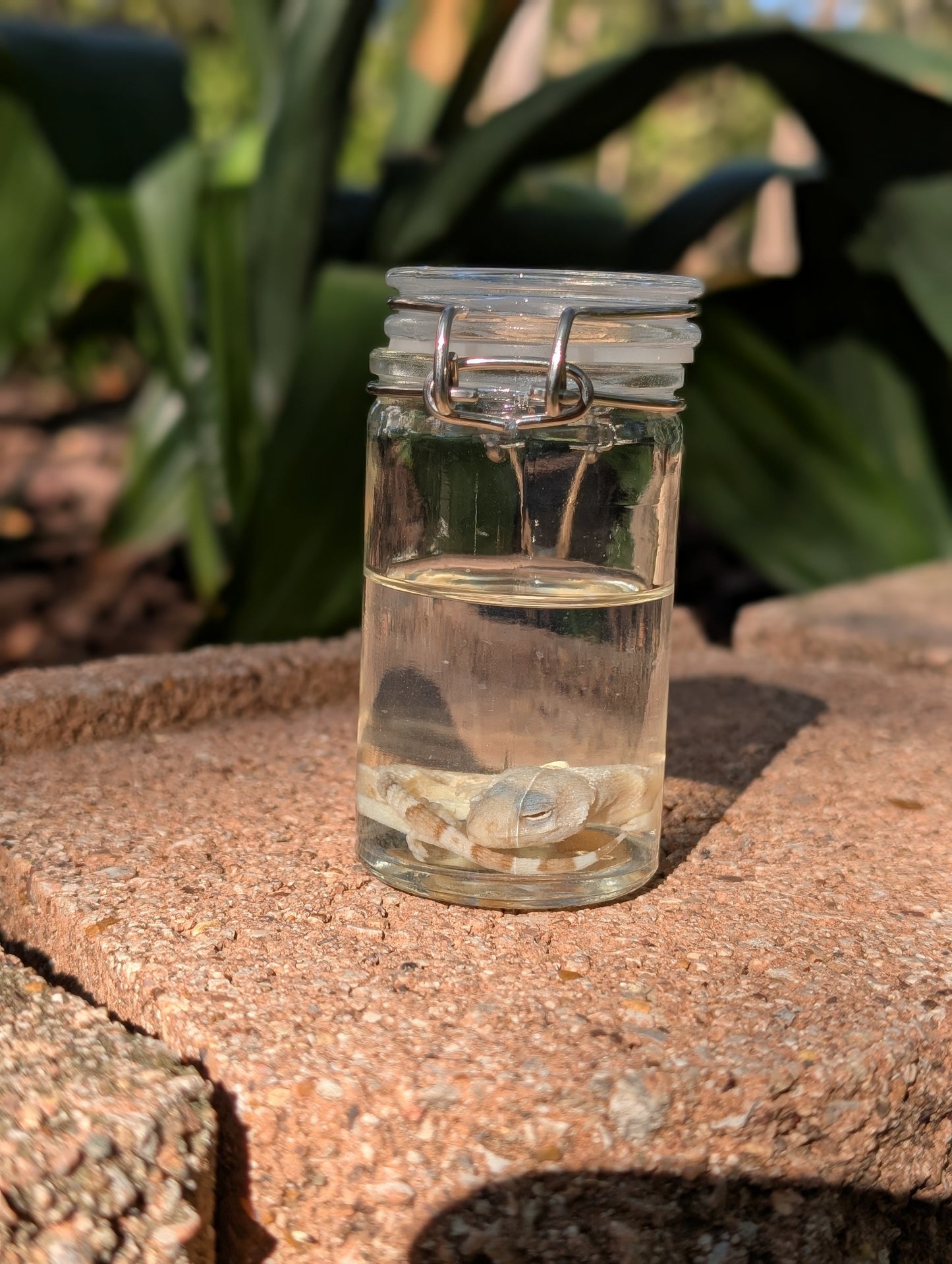 BABY LEOPARD GECKO - WET SPECIMEN
