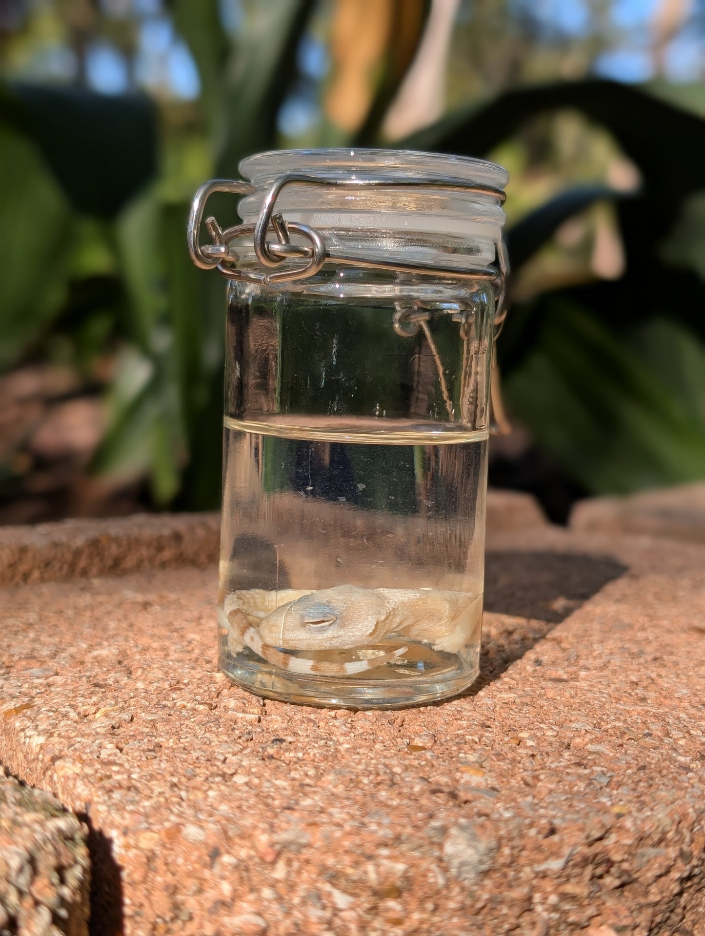 BABY LEOPARD GECKO - WET SPECIMEN