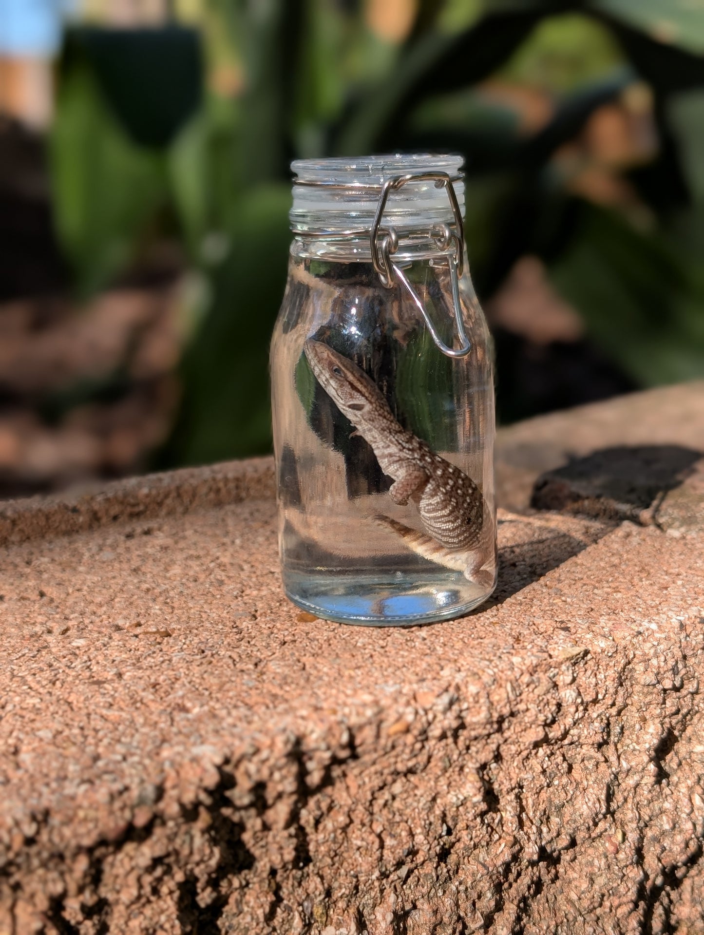 BABY MONITOR LIZARD #1 - WET SPECIMEN
