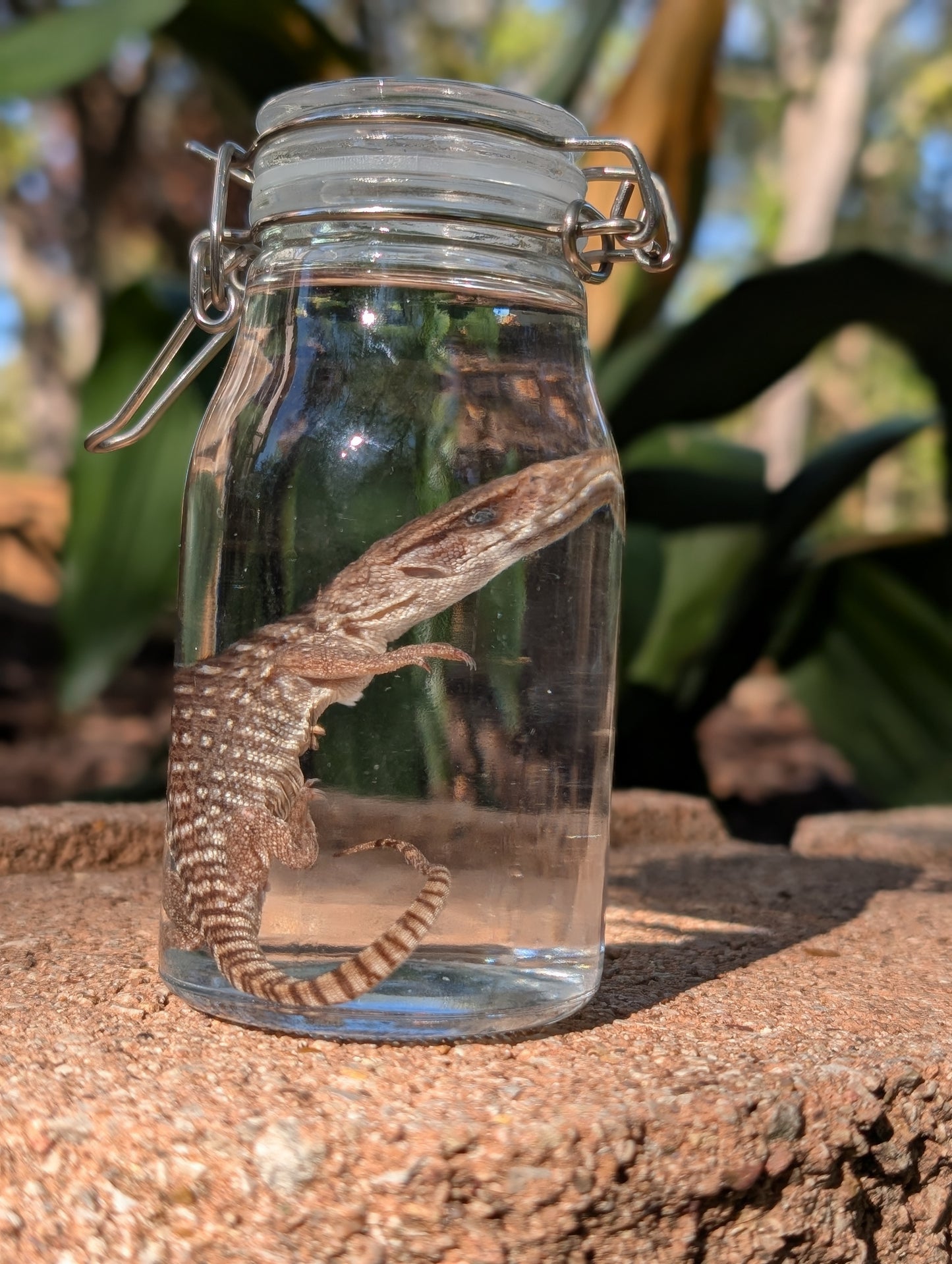 BABY MONITOR LIZARD #1 - WET SPECIMEN