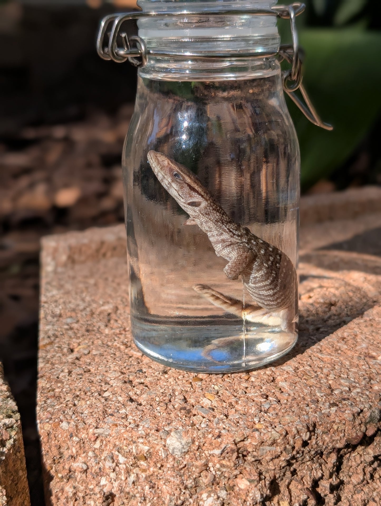 BABY MONITOR LIZARD #1 - WET SPECIMEN