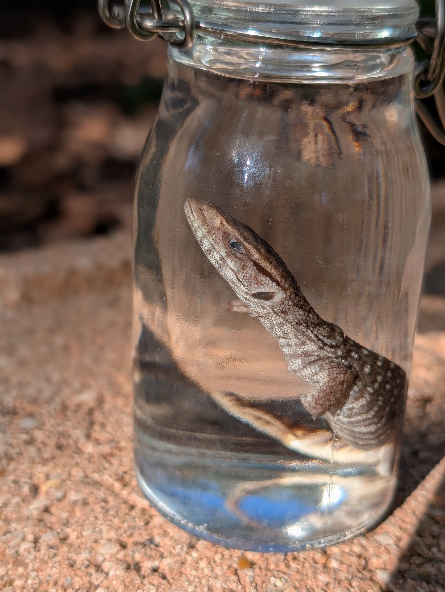 BABY MONITOR LIZARD #1 - WET SPECIMEN