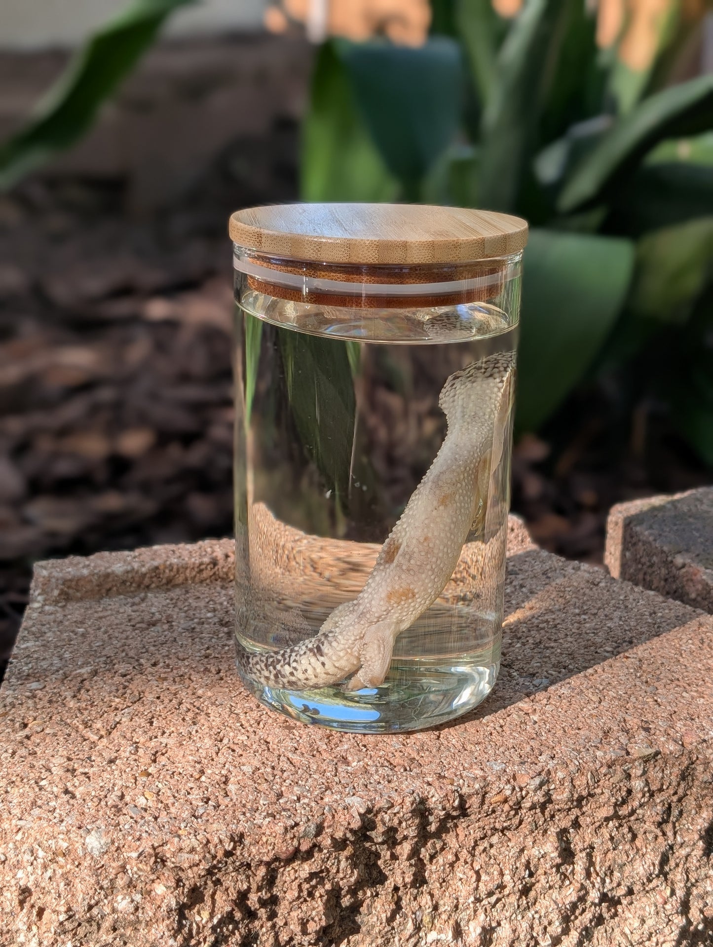 LEOPARD GECKO - WET SPECIMEN
