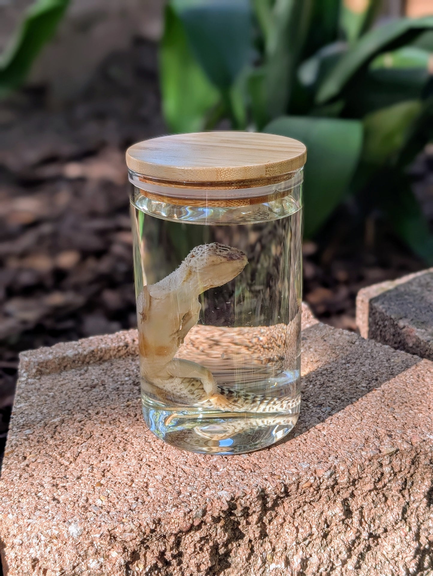 LEOPARD GECKO - WET SPECIMEN