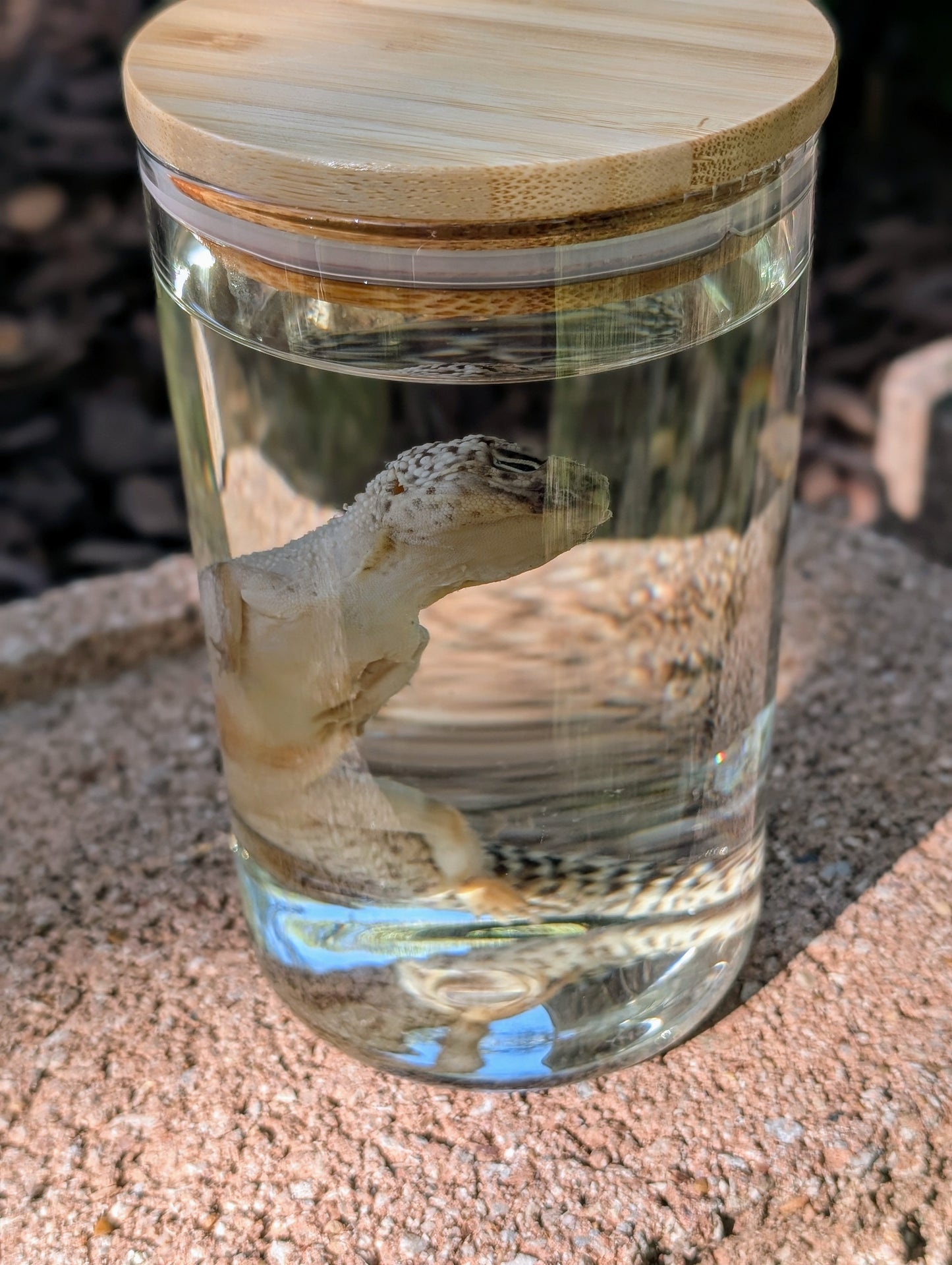 LEOPARD GECKO - WET SPECIMEN