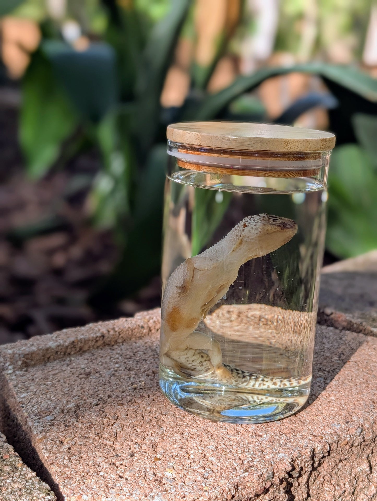 LEOPARD GECKO - WET SPECIMEN