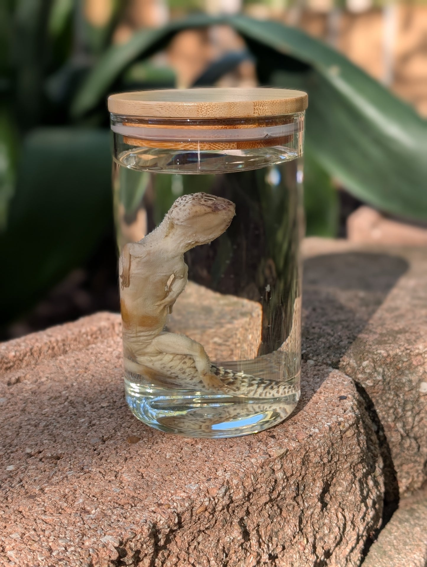 LEOPARD GECKO - WET SPECIMEN