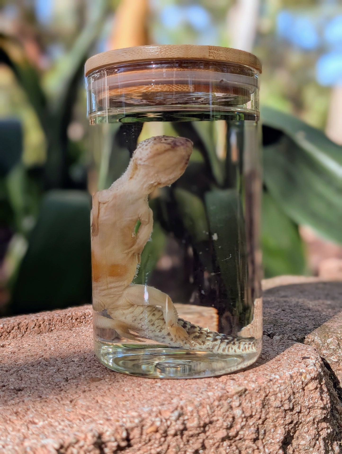 LEOPARD GECKO - WET SPECIMEN