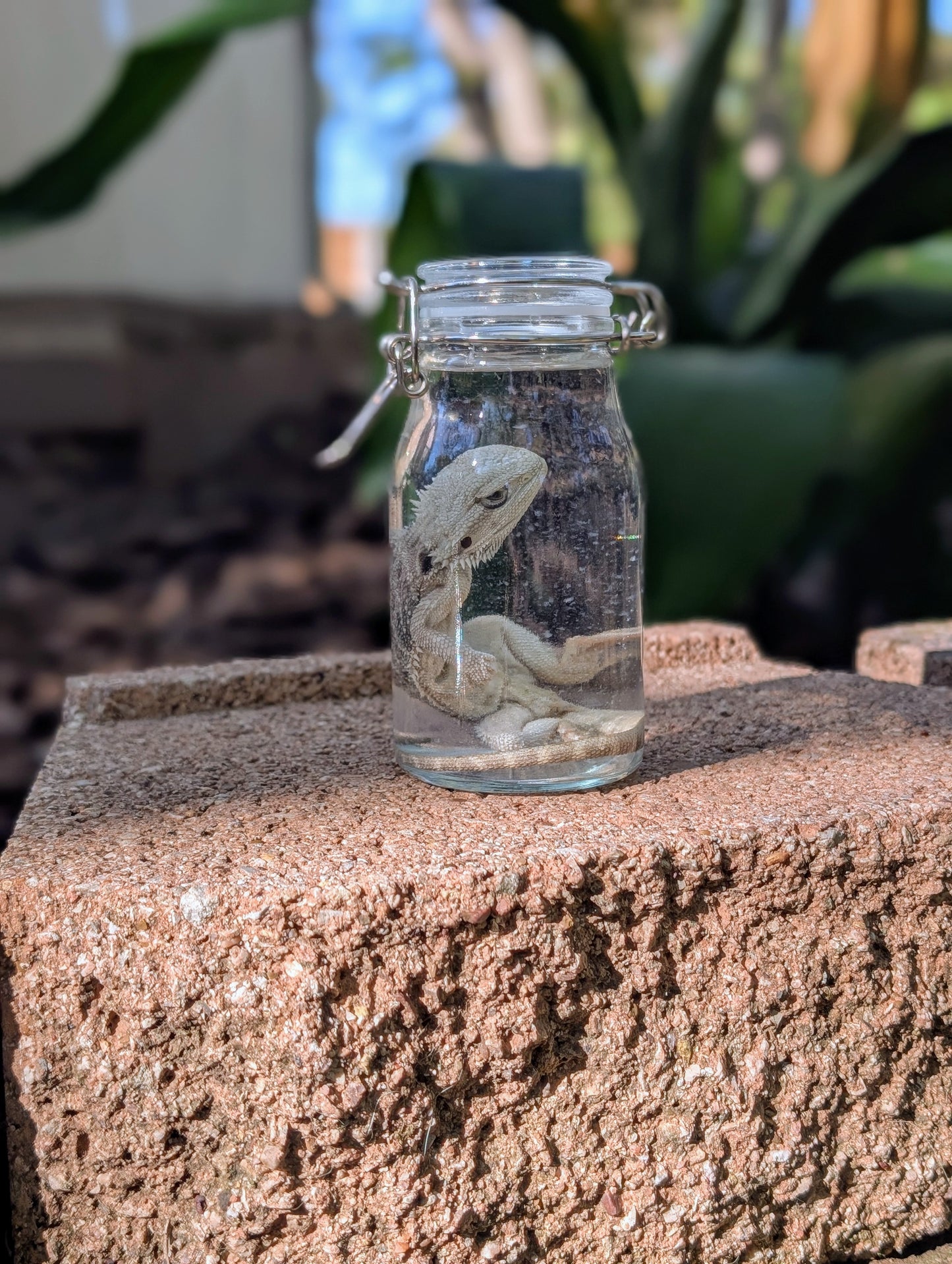 SMALL BEARDED DRAGON #2 - WET SPECIMEN