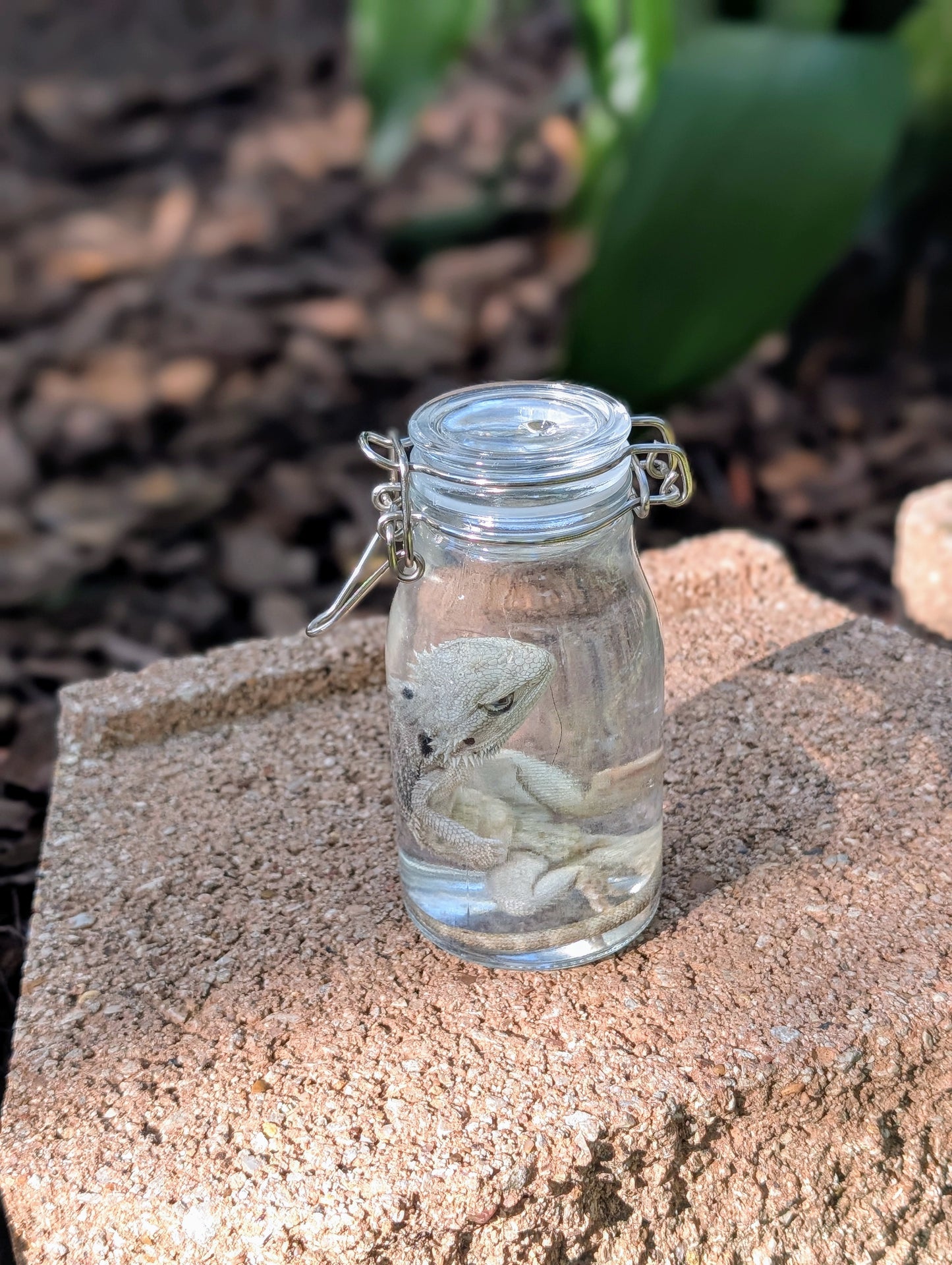 SMALL BEARDED DRAGON #2 - WET SPECIMEN