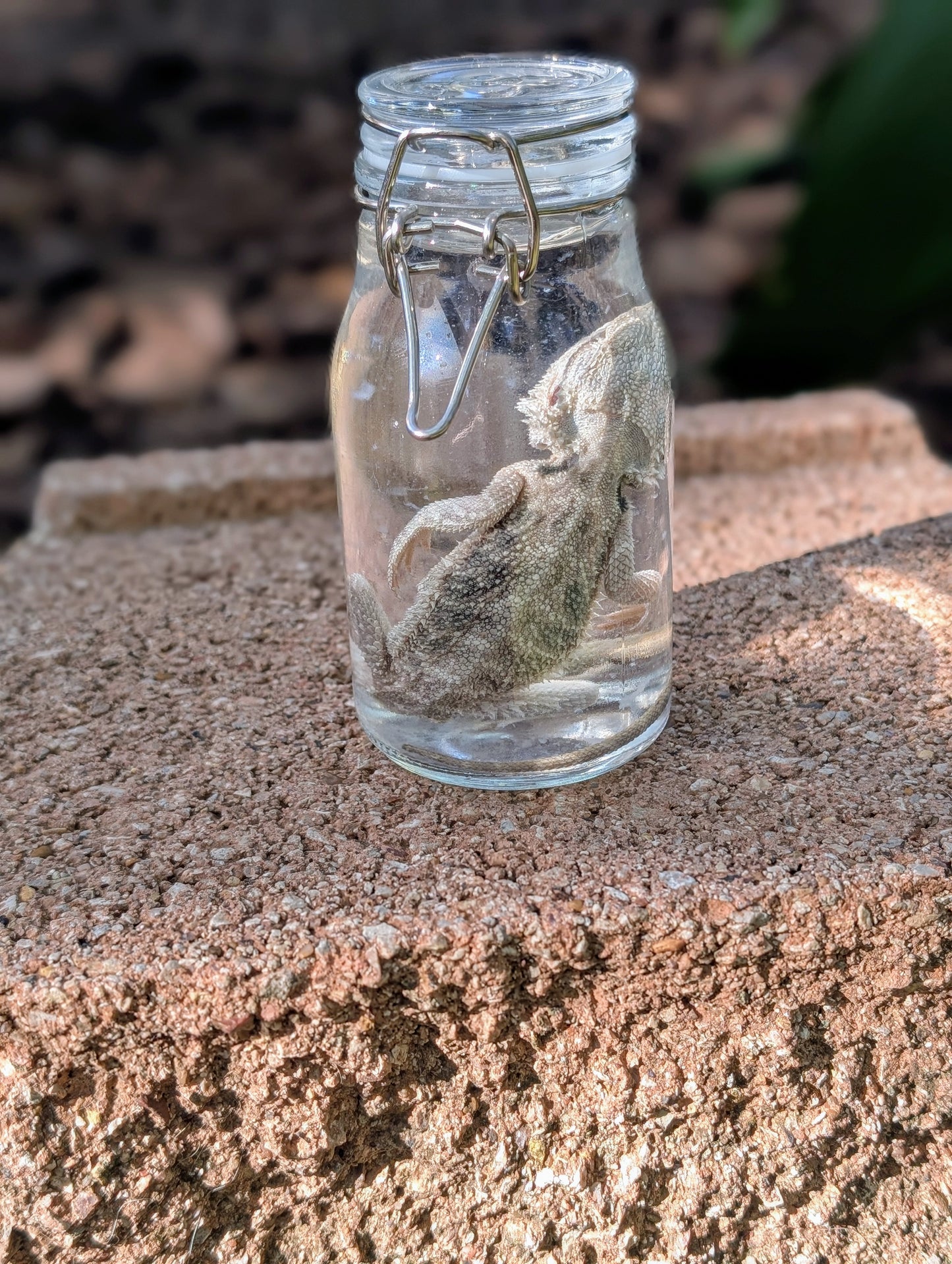 SMALL BEARDED DRAGON #2 - WET SPECIMEN