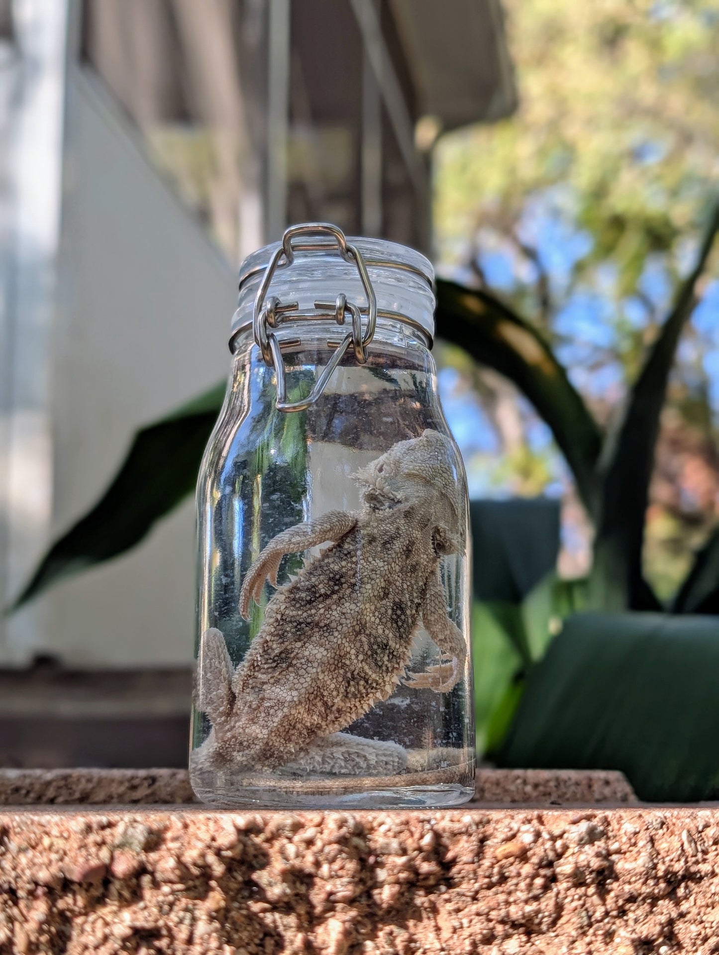 SMALL BEARDED DRAGON #2 - WET SPECIMEN