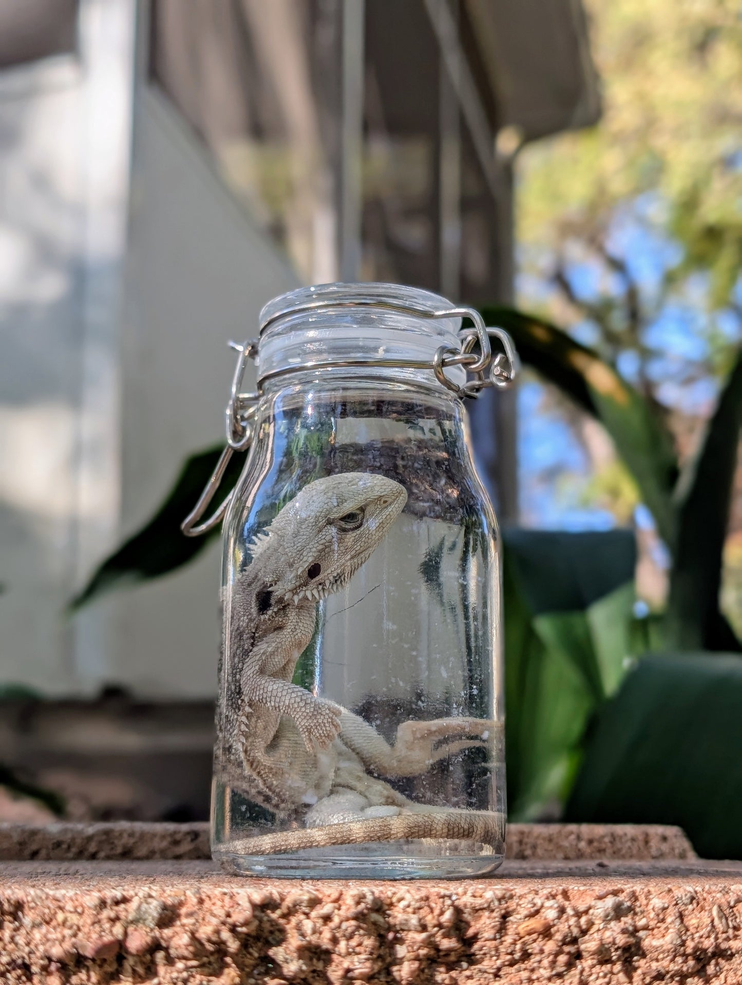 SMALL BEARDED DRAGON #2 - WET SPECIMEN