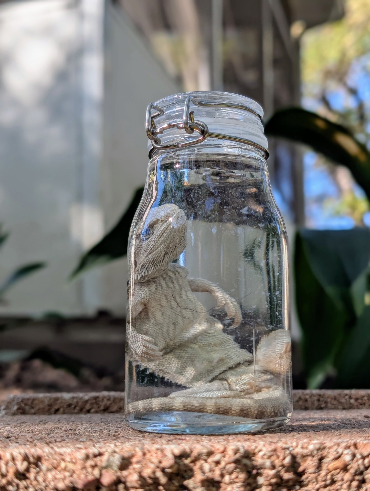 SMALL BEARDED DRAGON #2 - WET SPECIMEN