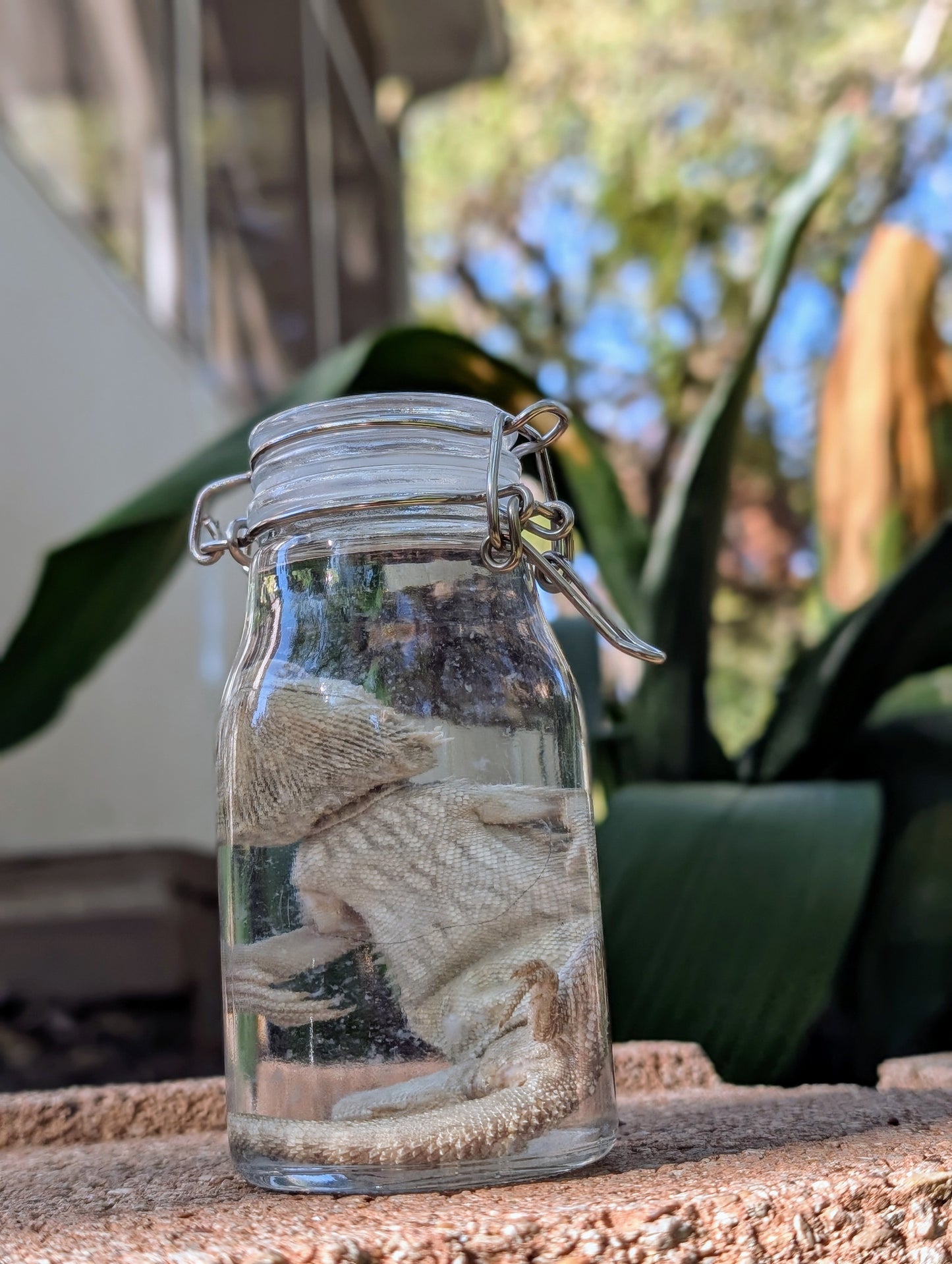 SMALL BEARDED DRAGON #2 - WET SPECIMEN