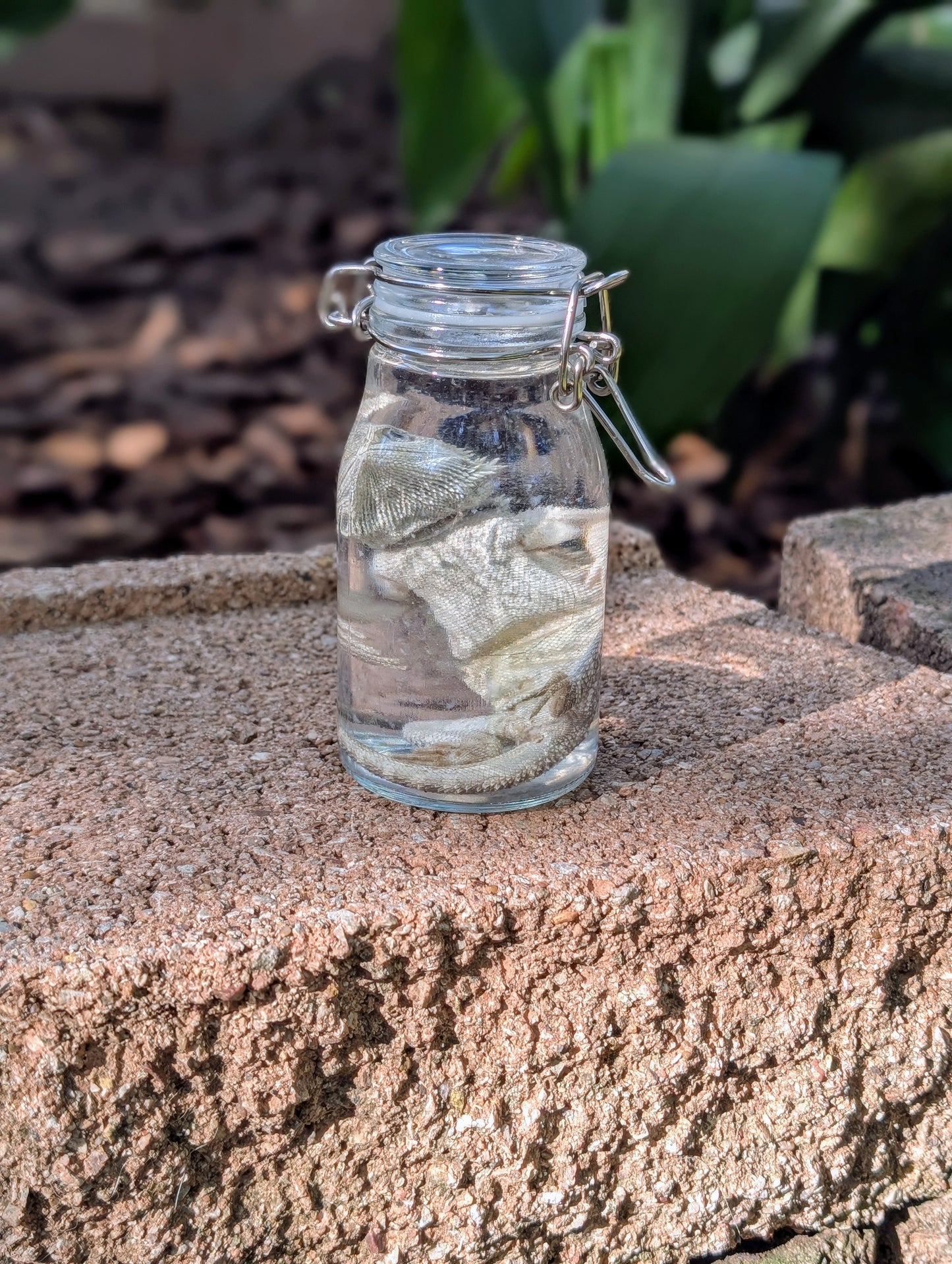 SMALL BEARDED DRAGON #2 - WET SPECIMEN