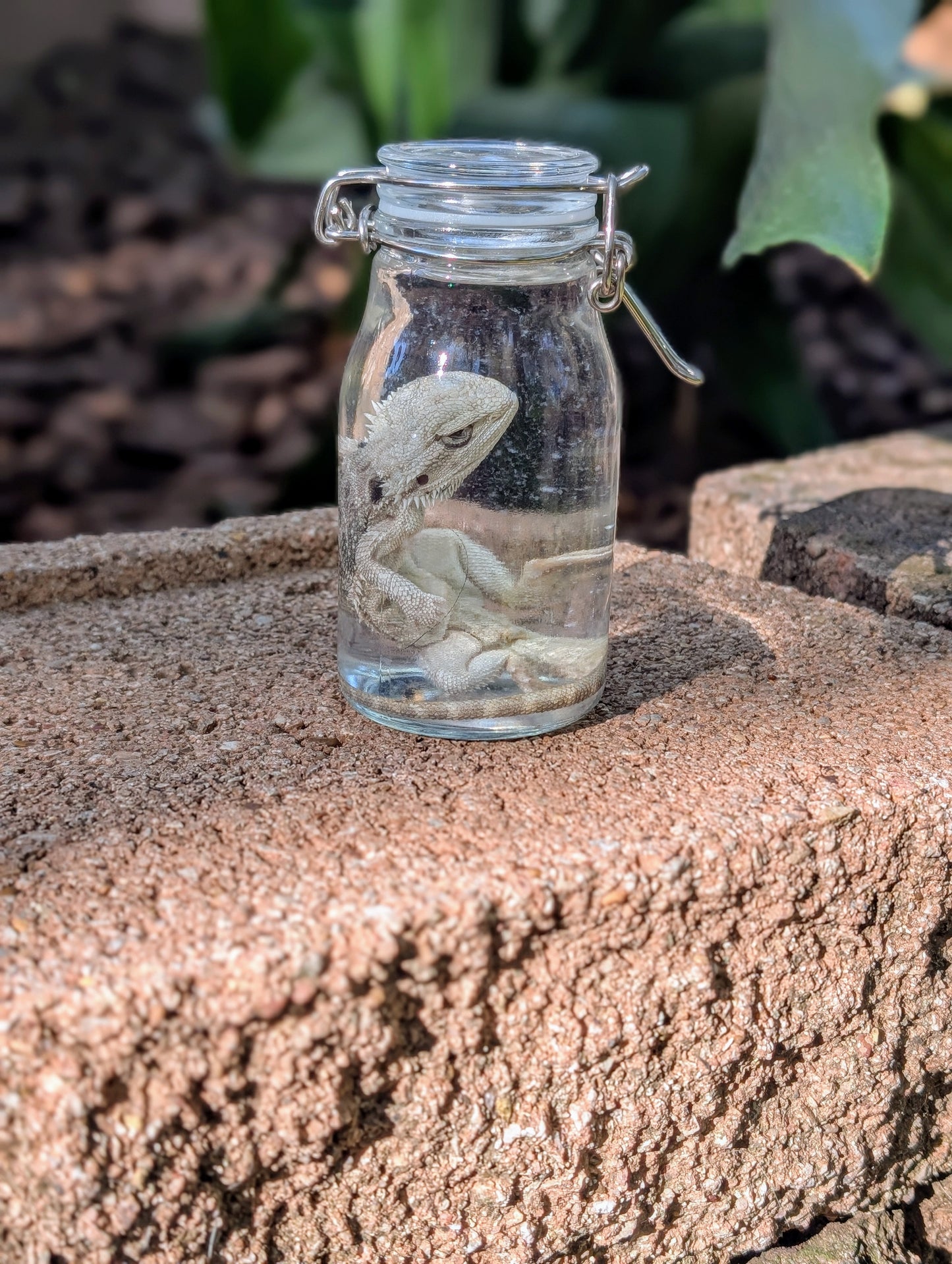 SMALL BEARDED DRAGON #2 - WET SPECIMEN