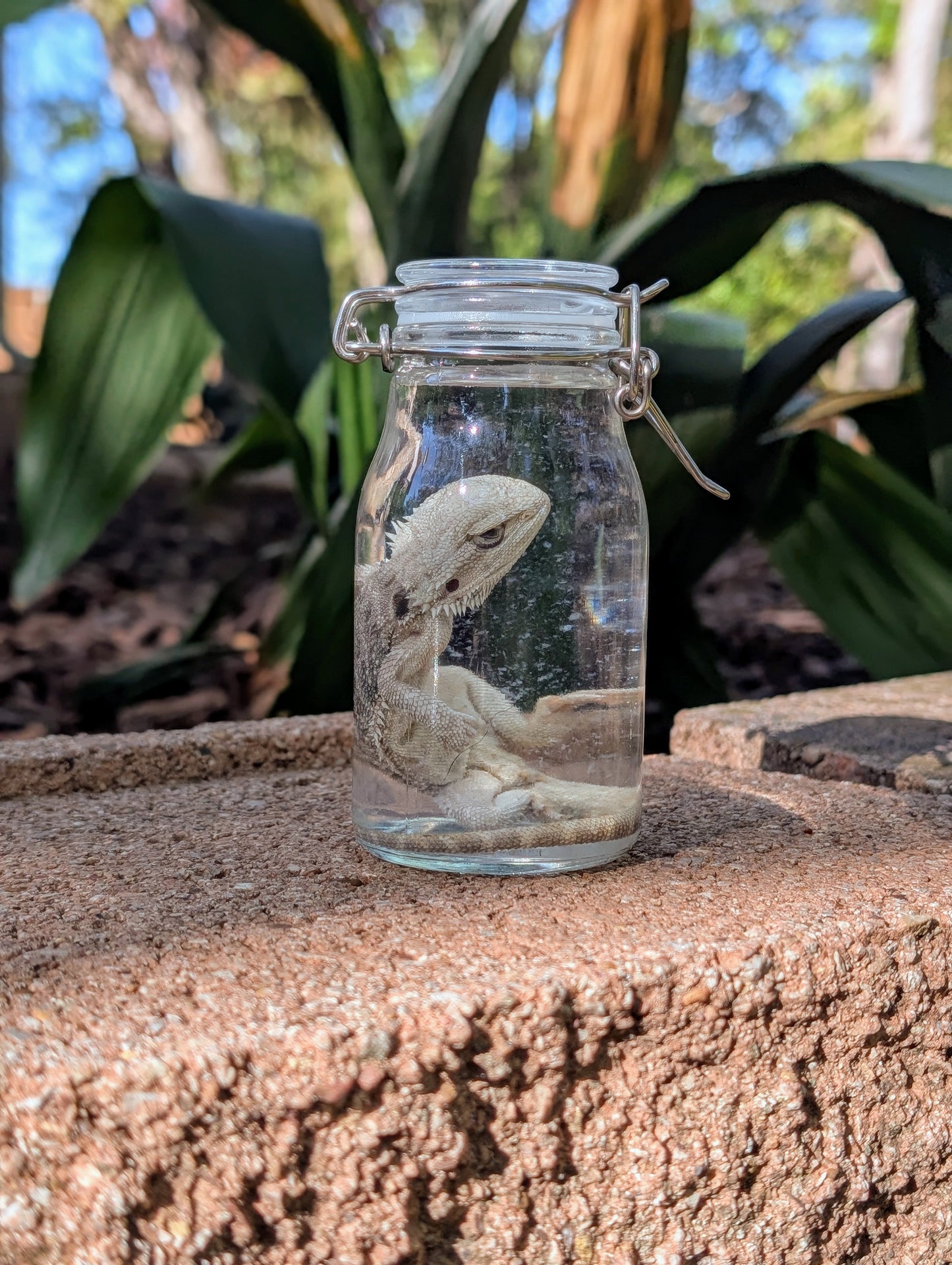 SMALL BEARDED DRAGON #2 - WET SPECIMEN
