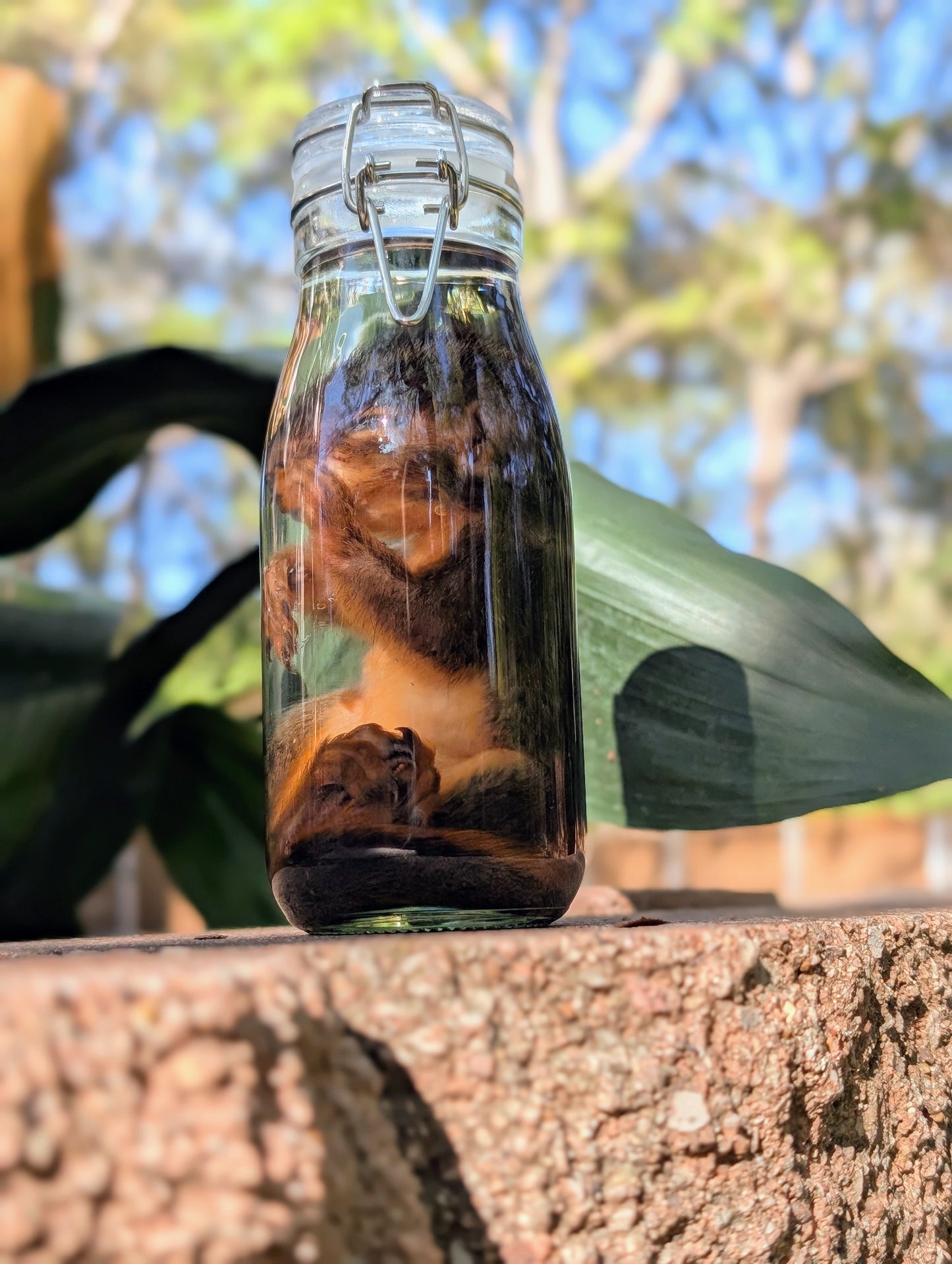 JUVENILE SQUIRREL - WET SPECIMEN