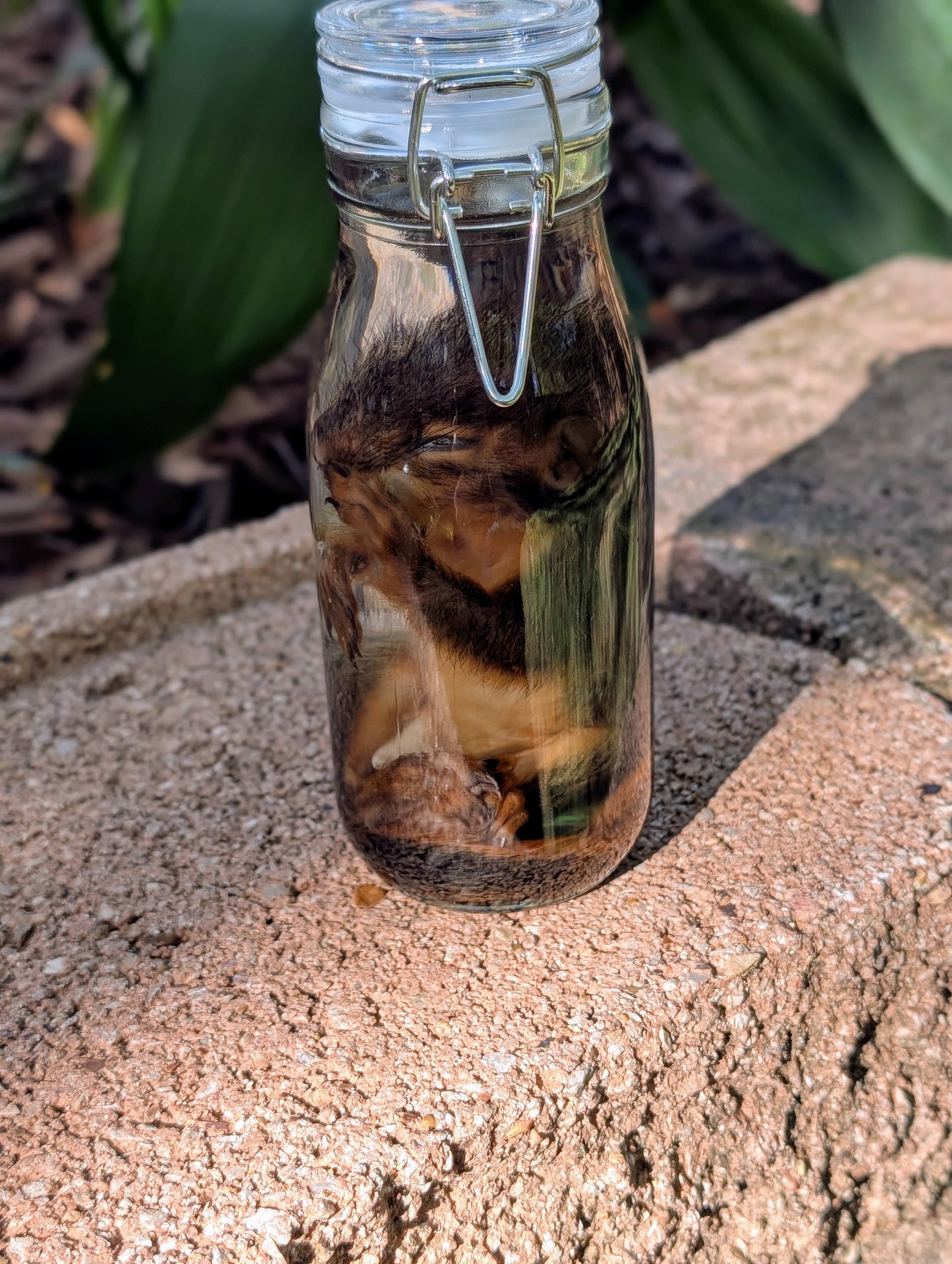 JUVENILE SQUIRREL - WET SPECIMEN