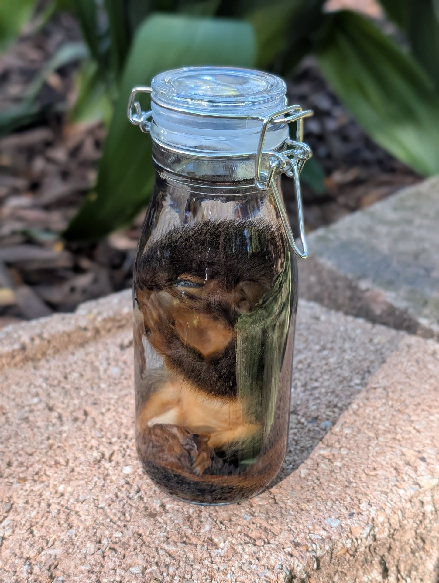 JUVENILE SQUIRREL - WET SPECIMEN