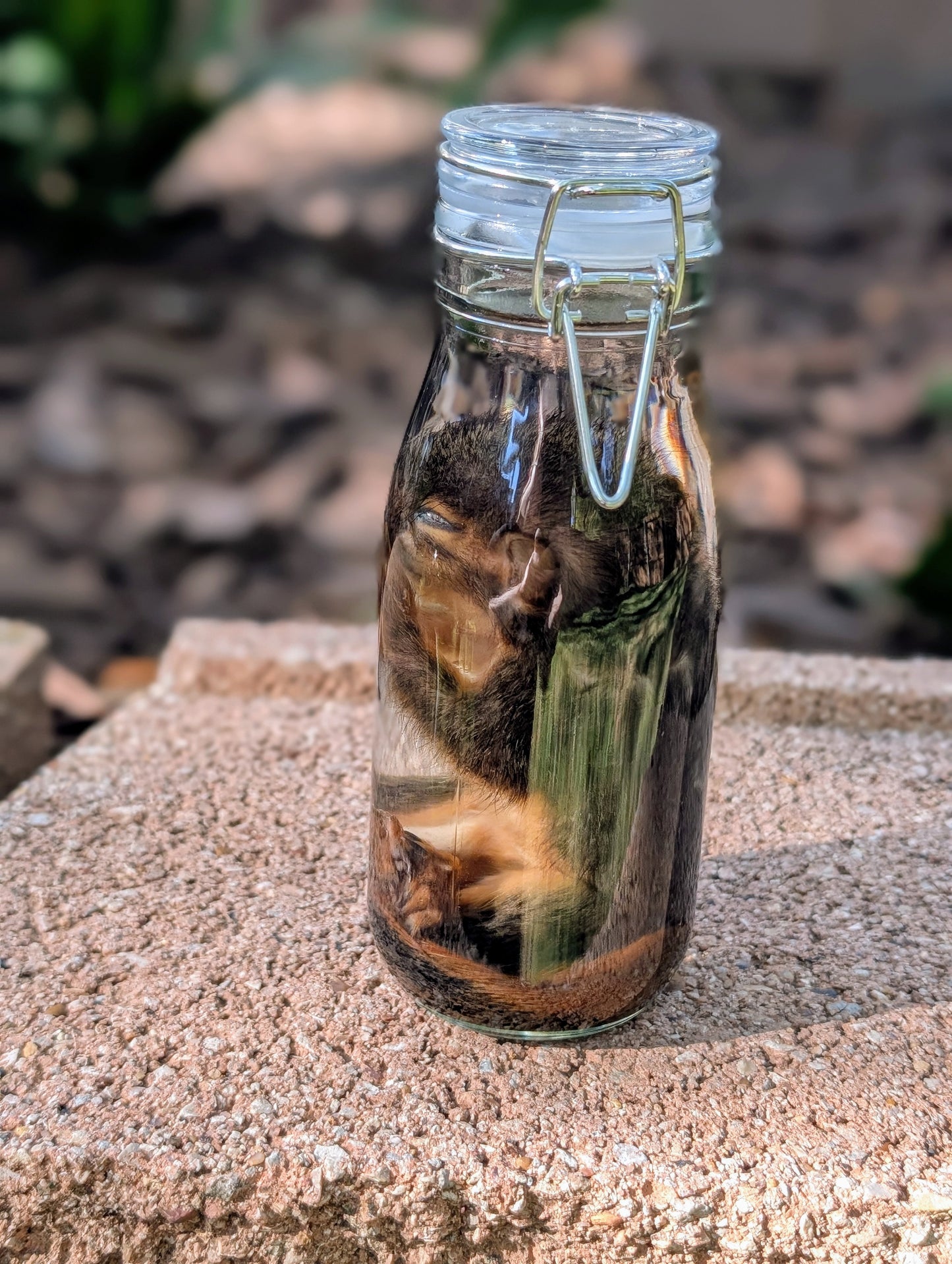 JUVENILE SQUIRREL - WET SPECIMEN