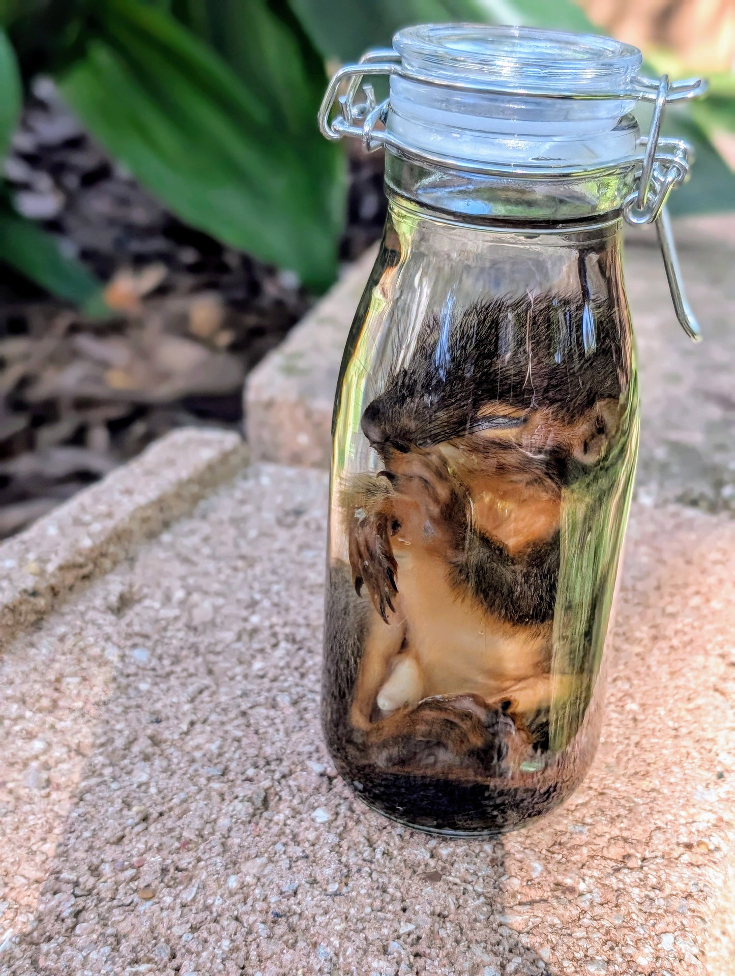 JUVENILE SQUIRREL - WET SPECIMEN