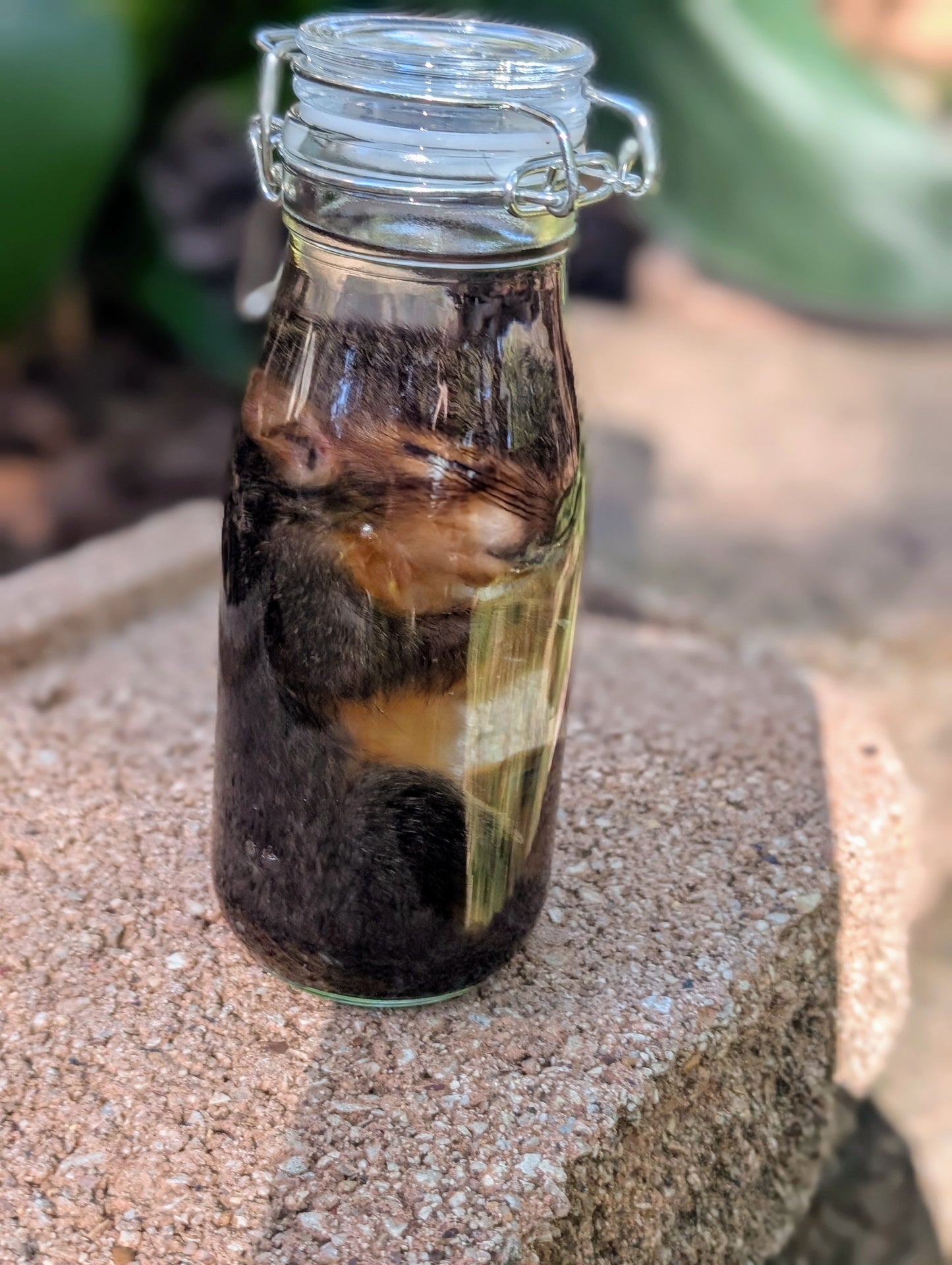 JUVENILE SQUIRREL - WET SPECIMEN