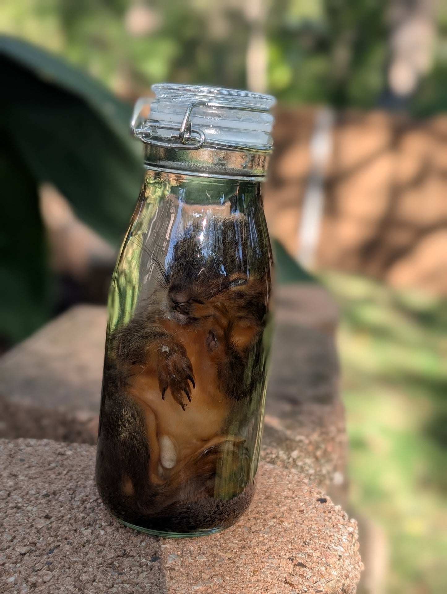 JUVENILE SQUIRREL - WET SPECIMEN