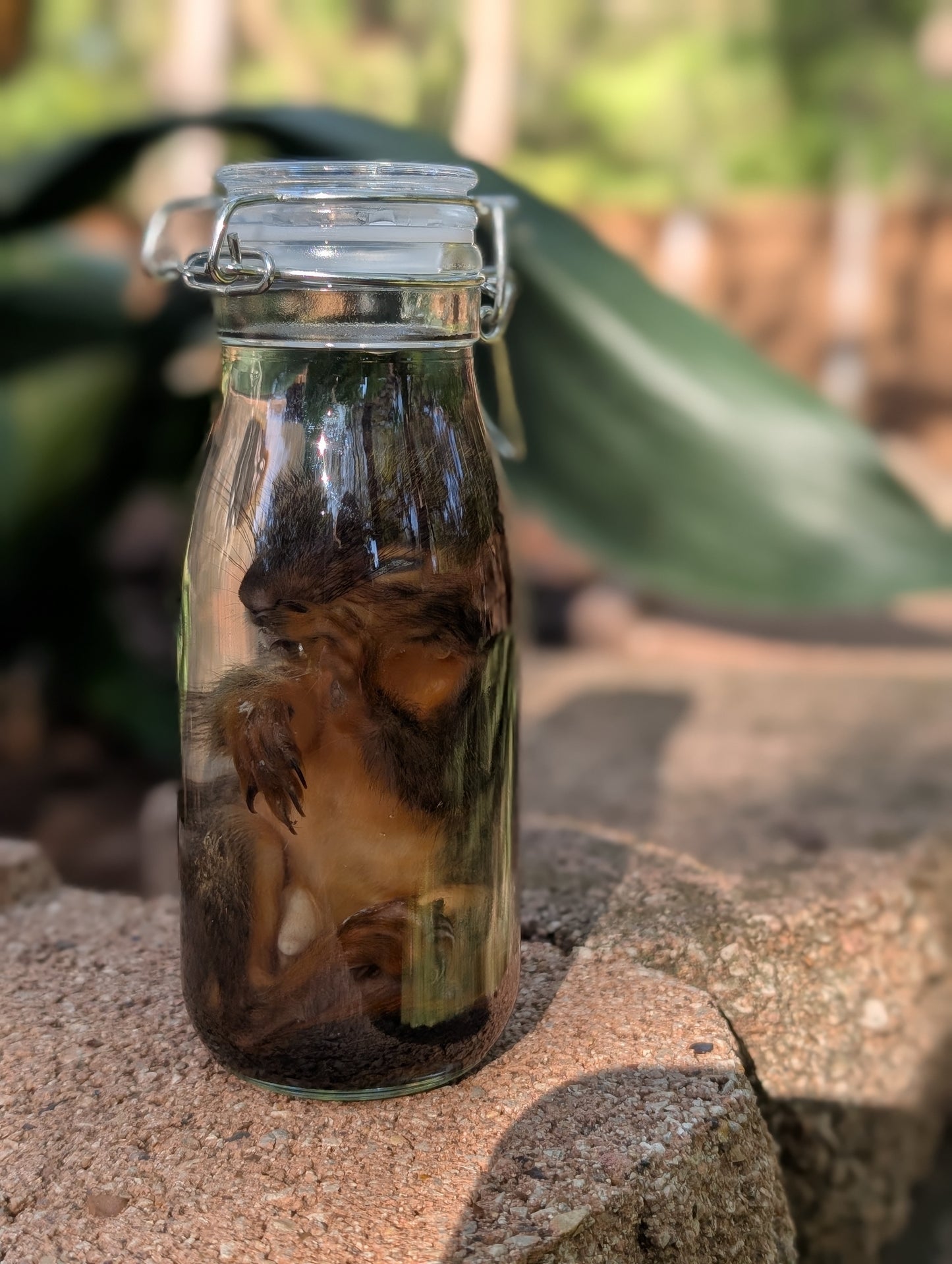 JUVENILE SQUIRREL - WET SPECIMEN