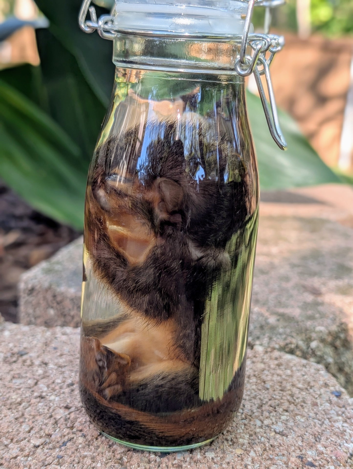 JUVENILE SQUIRREL - WET SPECIMEN